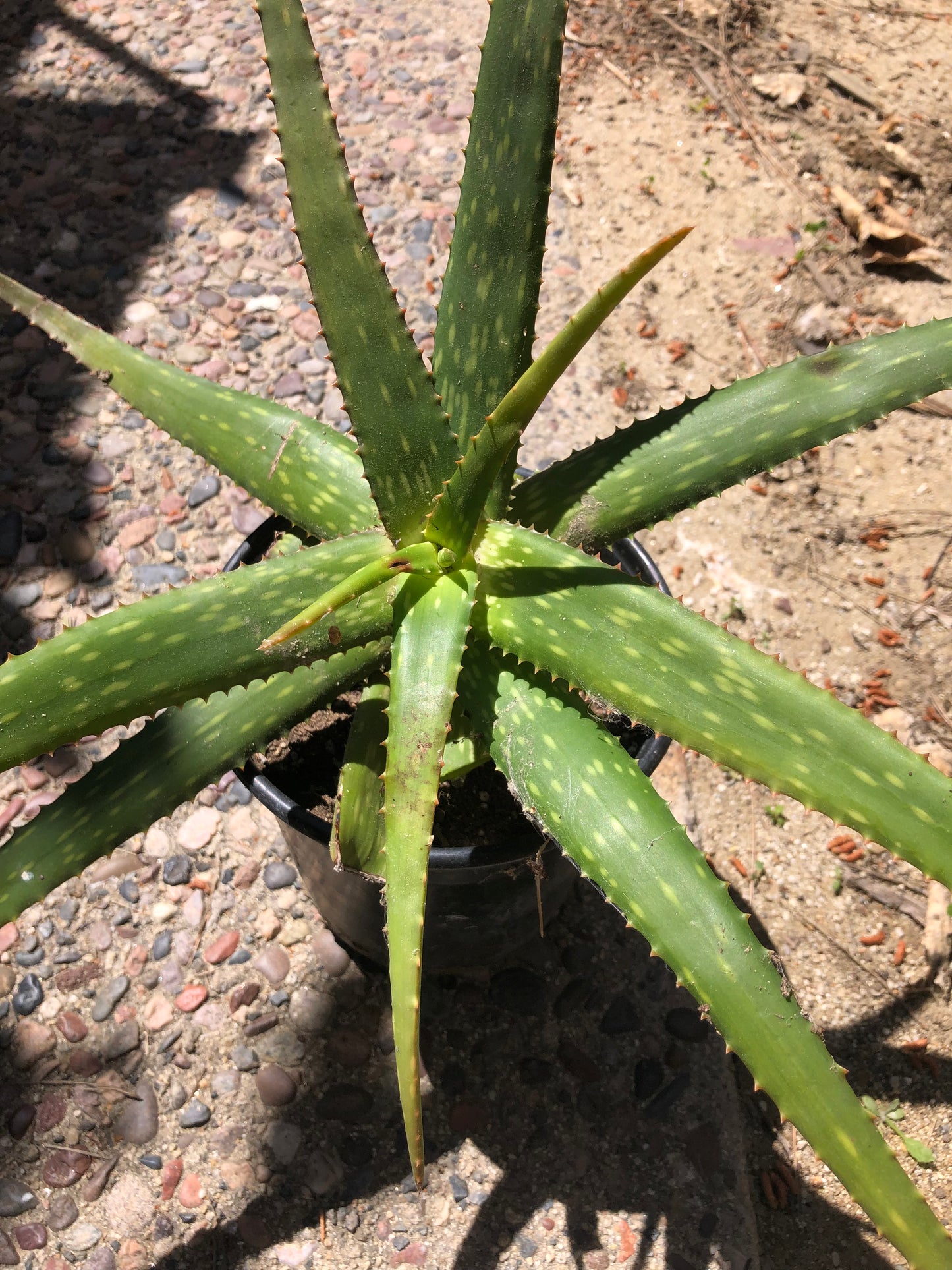 Aloe dorotheae 14" Tall 18" Wide #1W