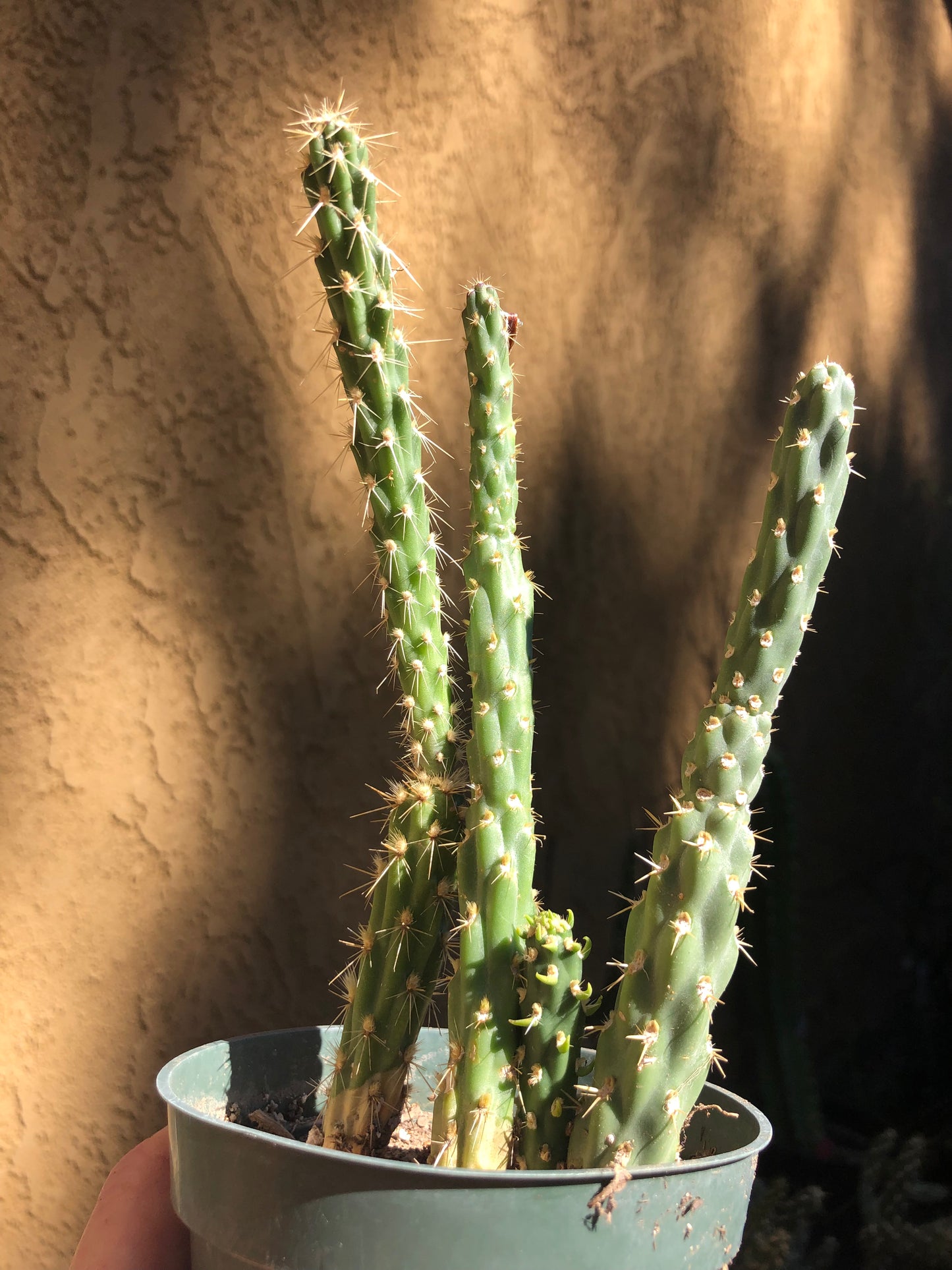 Cylindropuntia imbricata Buckhorn Cholla 7”Tall #71W