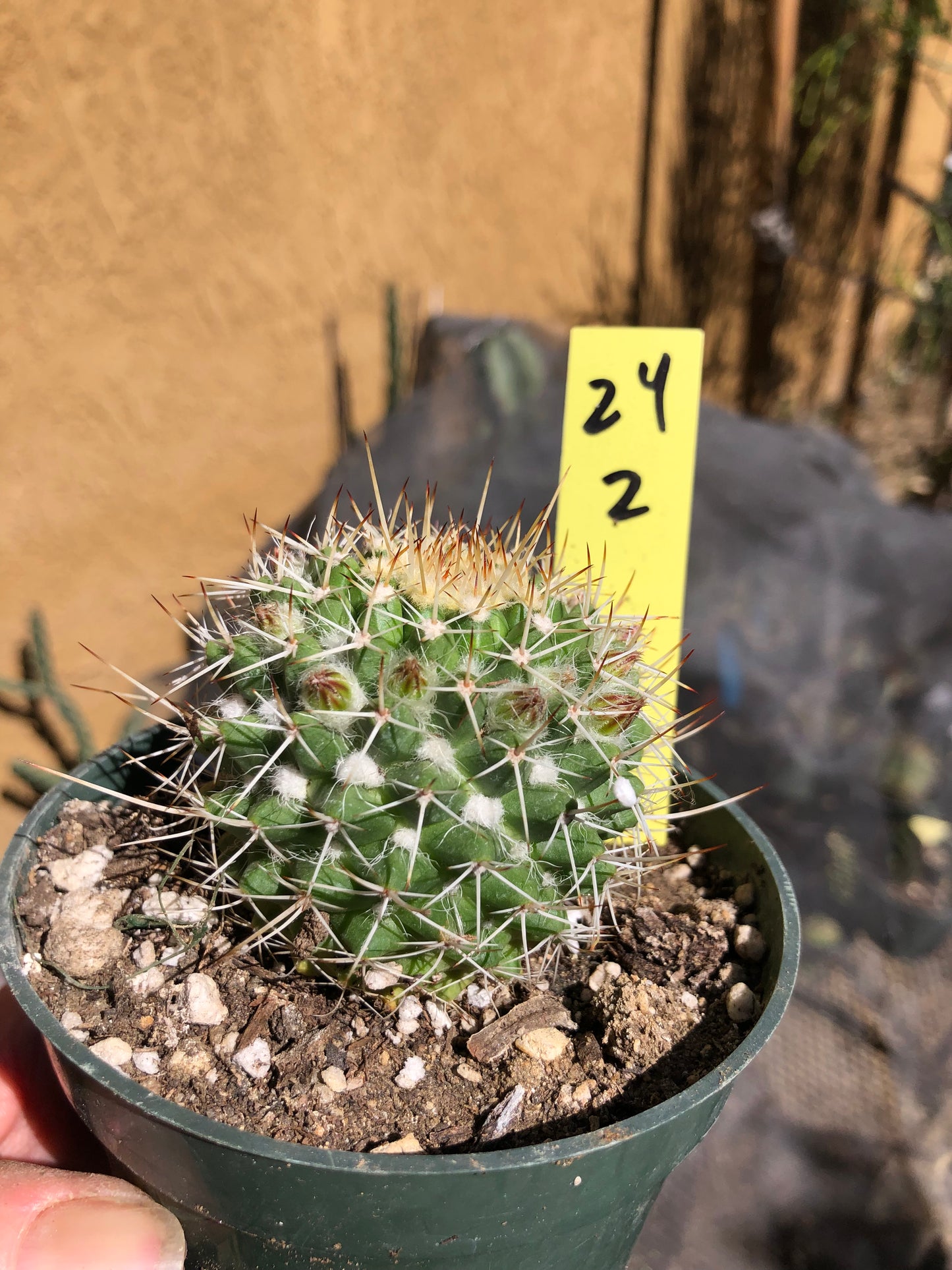 Mammillaria nejapensis Silver Arrows 2” Wide #24Y