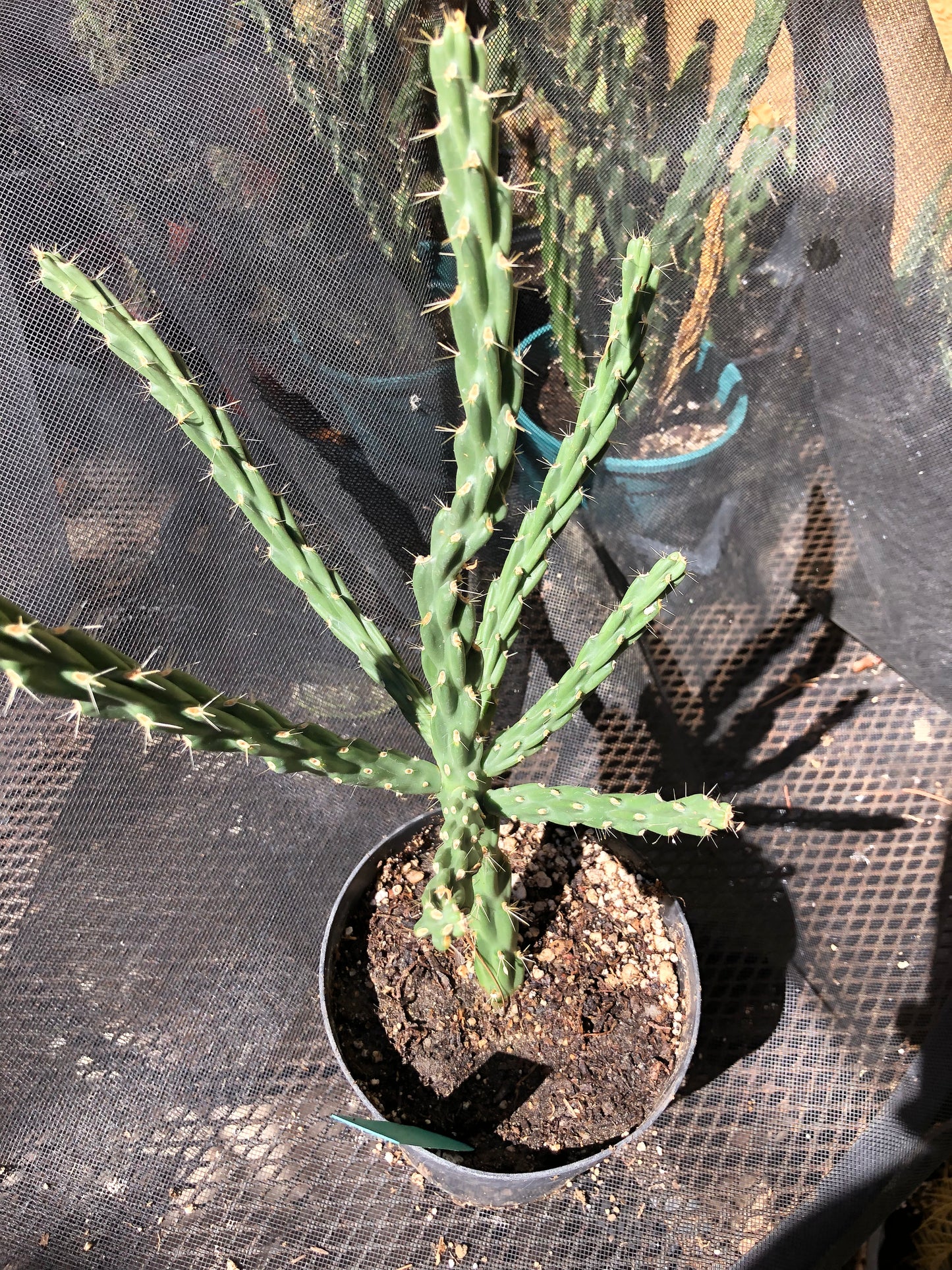 Cholla Cylindropuntia Imbricata  Buckhorn 13”Tall #13G