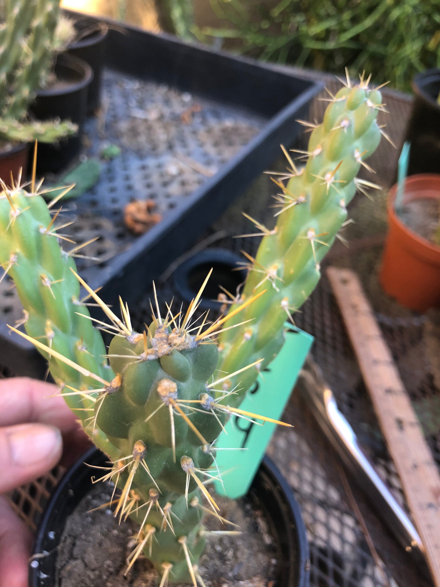 Cylindropuntia imbricata Buckhorn Cholla 5”Tall #5G