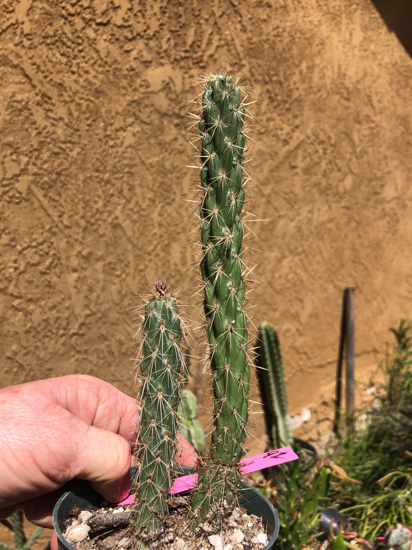 Cholla Cylindropuntia Imbricata Buckhorn 9"Tall #92P