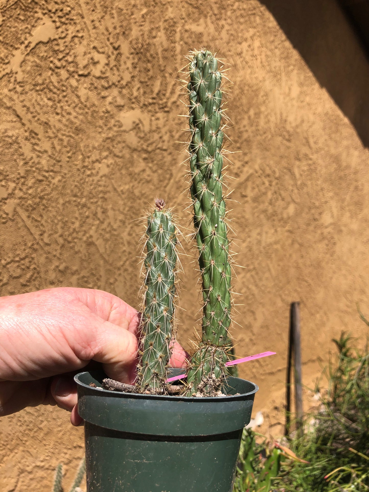 Cholla Cylindropuntia Imbricata Buckhorn 9"Tall #92P