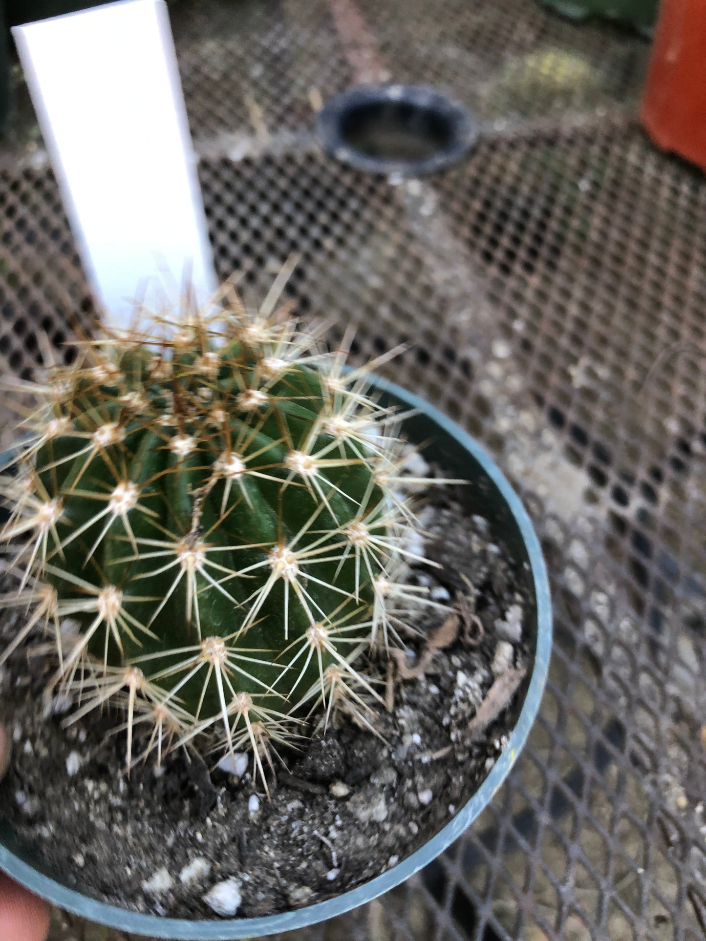 Trichocereus grandiflorus Torch 2.5"T #W