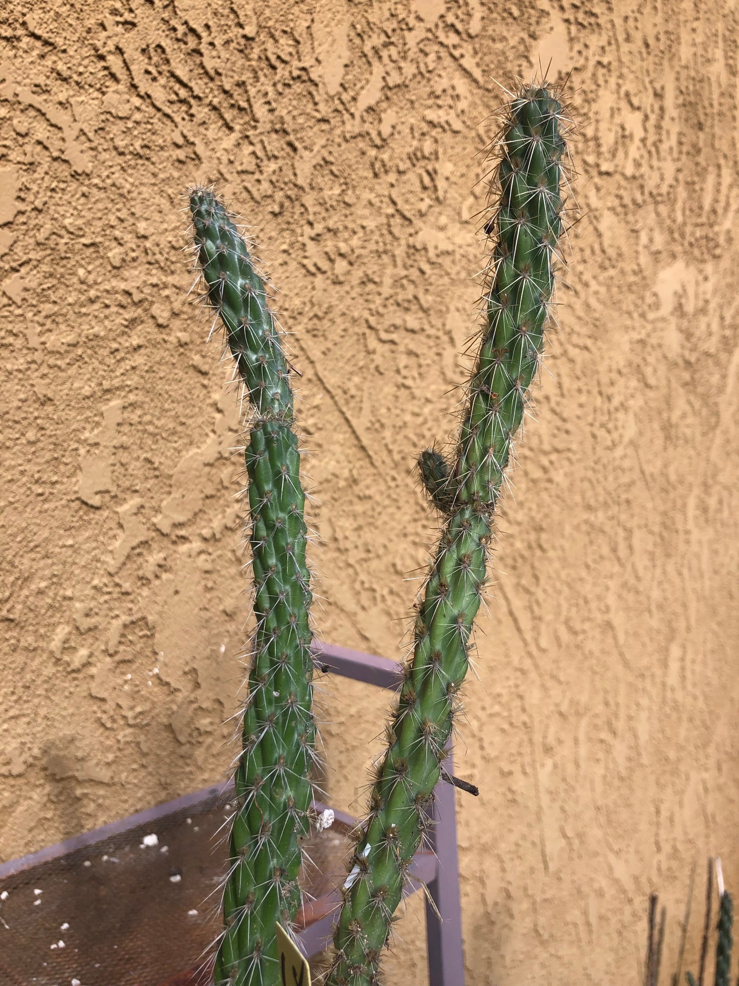 Cylindropuntia imbricata Buckhorn Cholla 11”Tall #68Y