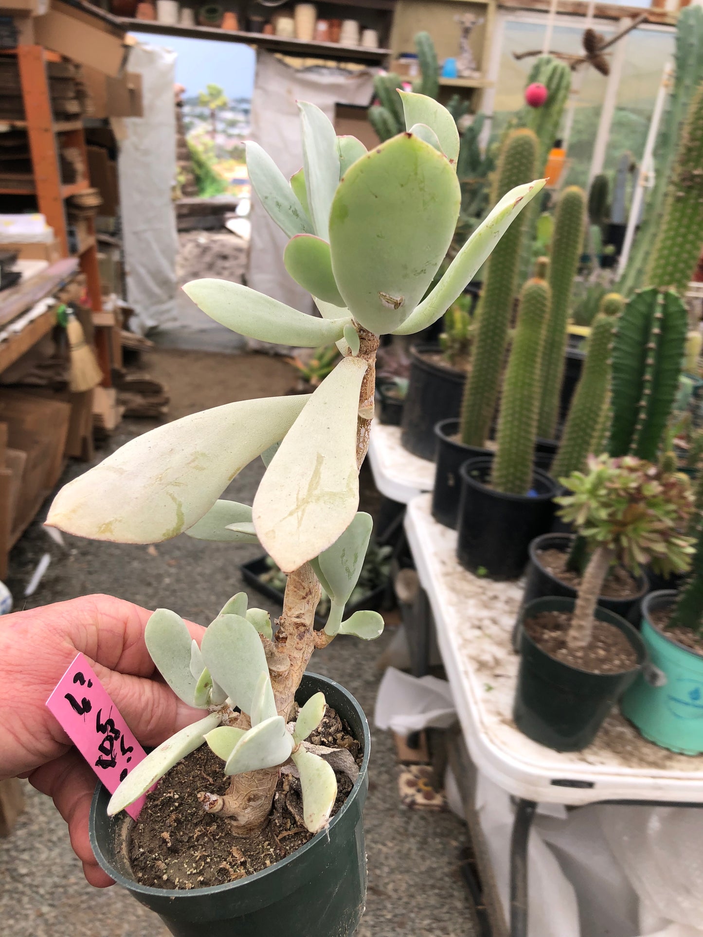 Cotyledon Silver Waves Succulent 10.5"Tall #6P