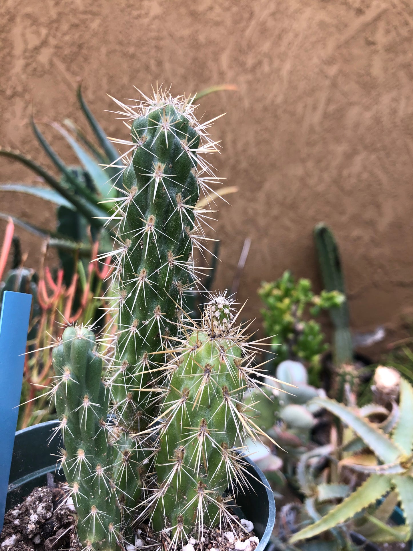 Cylindropuntia imbricata Buckhorn Cholla 6”Tall #15B
