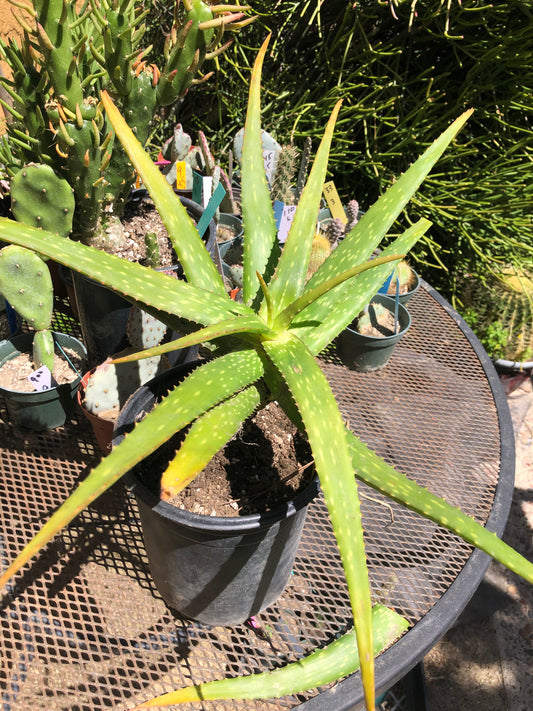 Aloe dorotheae 12" Tall 19" Wide #191Y