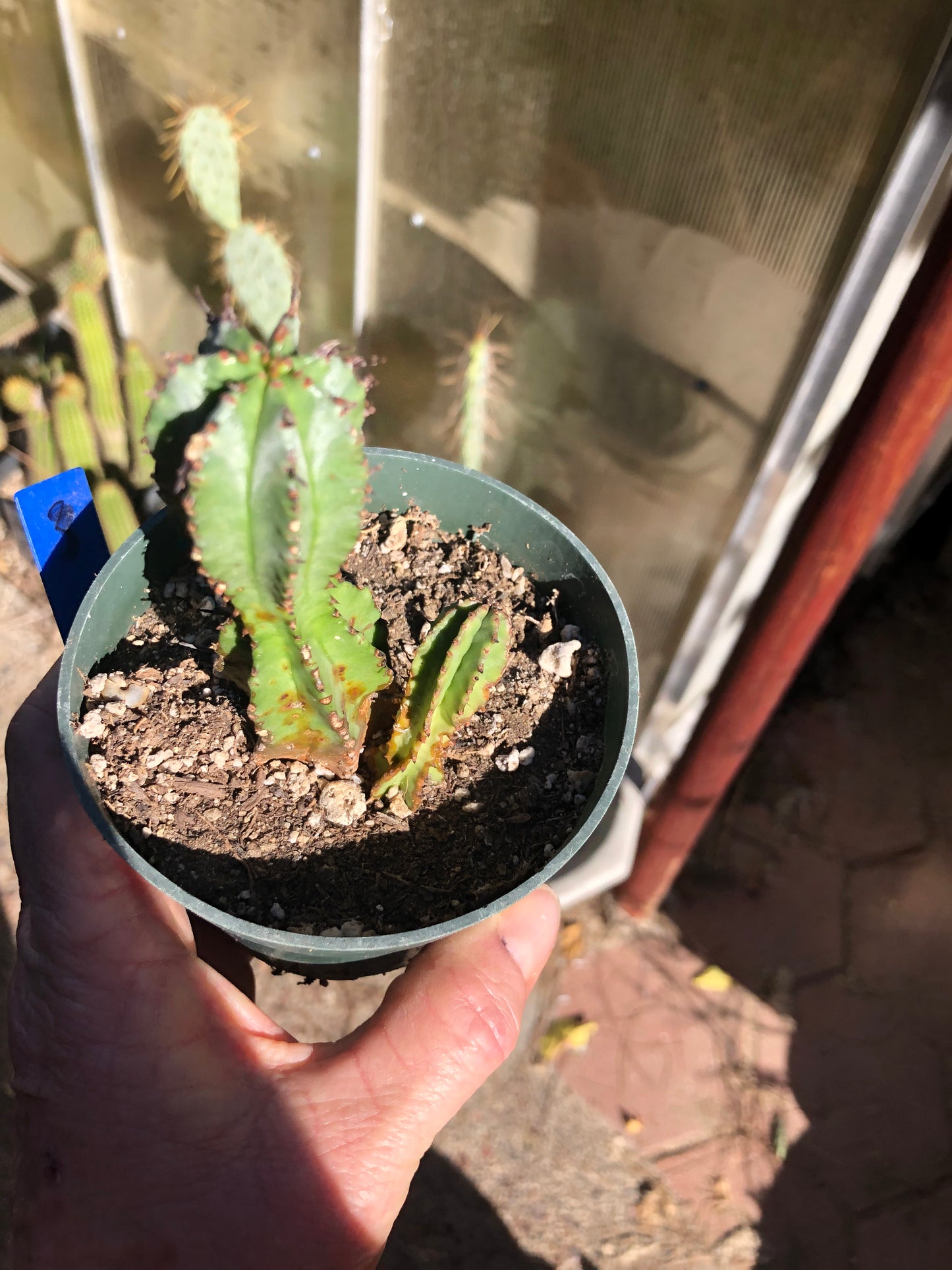 Euphorbia anoplia Green Tanzanian Zipper 4"Tall  #3B