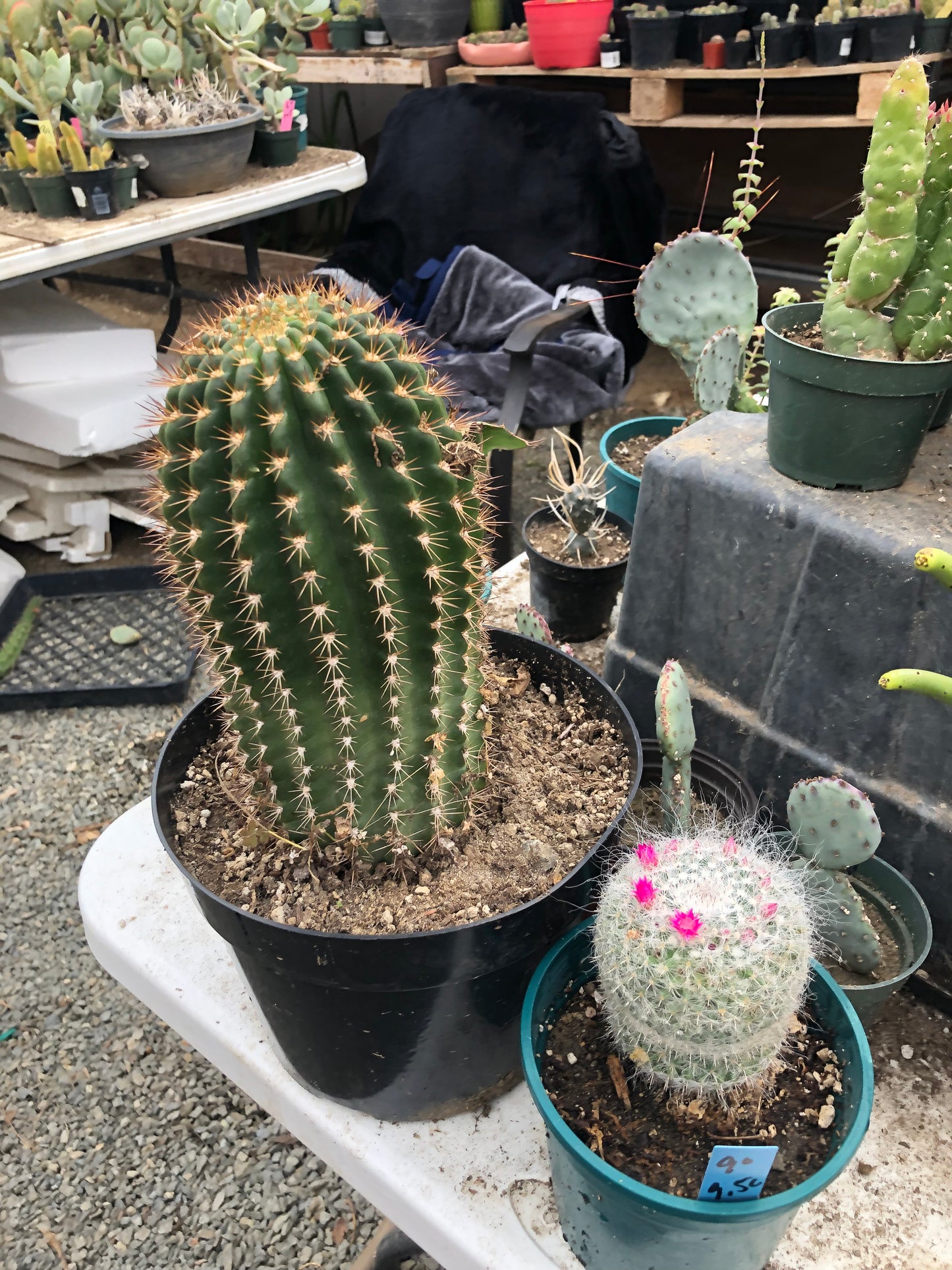Trichocereus grandiflorus Torch 6" T 4.5"W #16Y