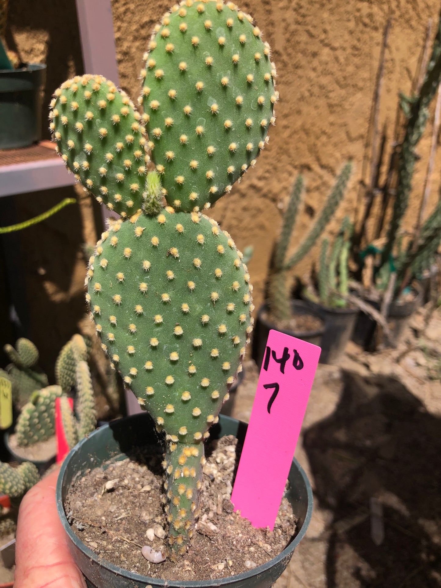 Opuntia microdasys Off White Bunny 7"Tall #140P