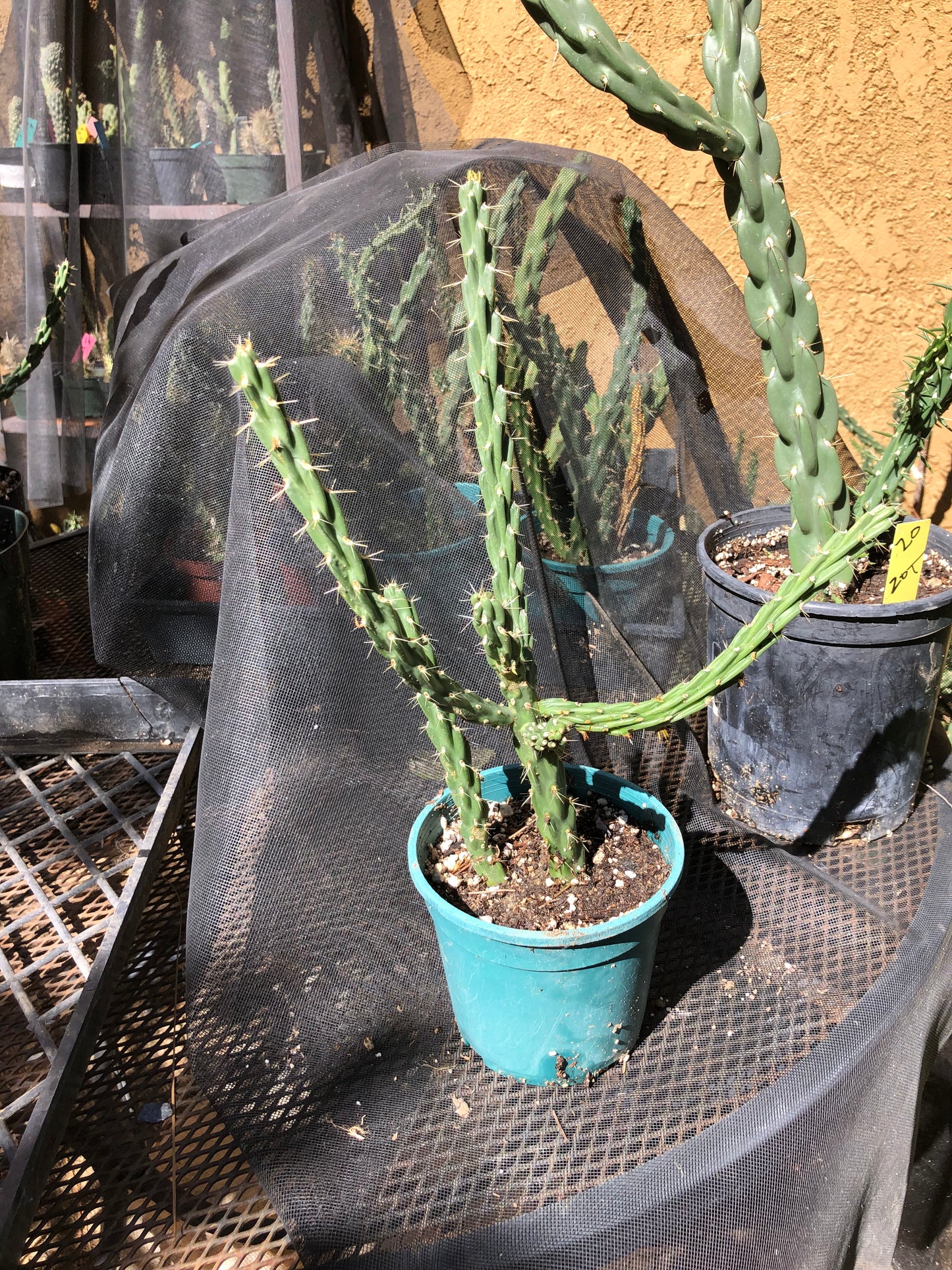 Cholla Cylindropuntia Imbricata  Buckhorn 14”Tall #14P