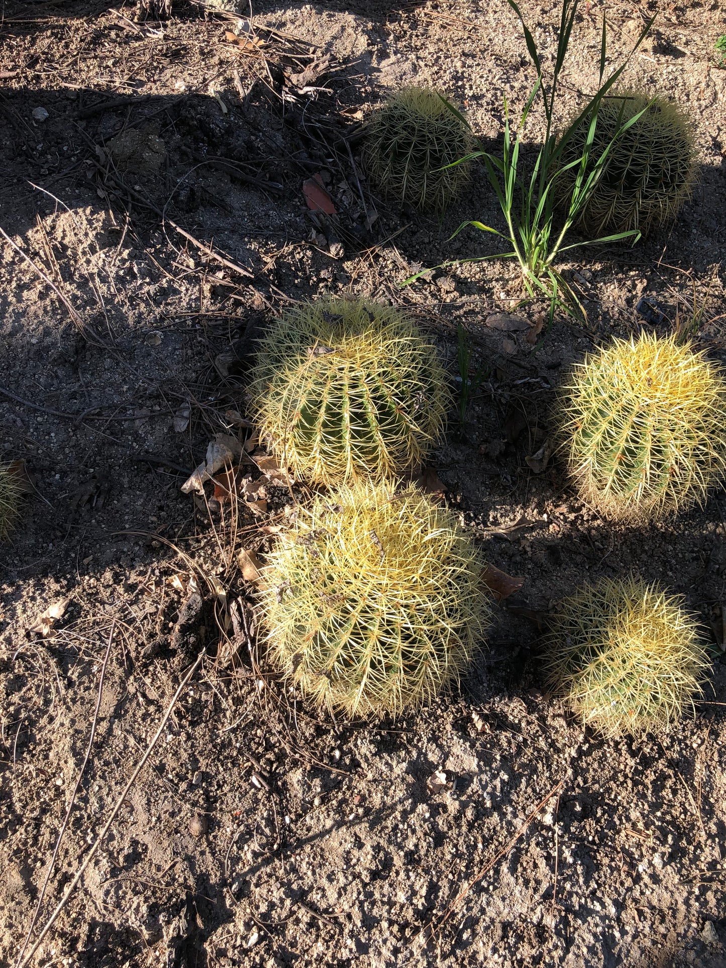 Echinocactus grusonii Golden Barrel 10"W