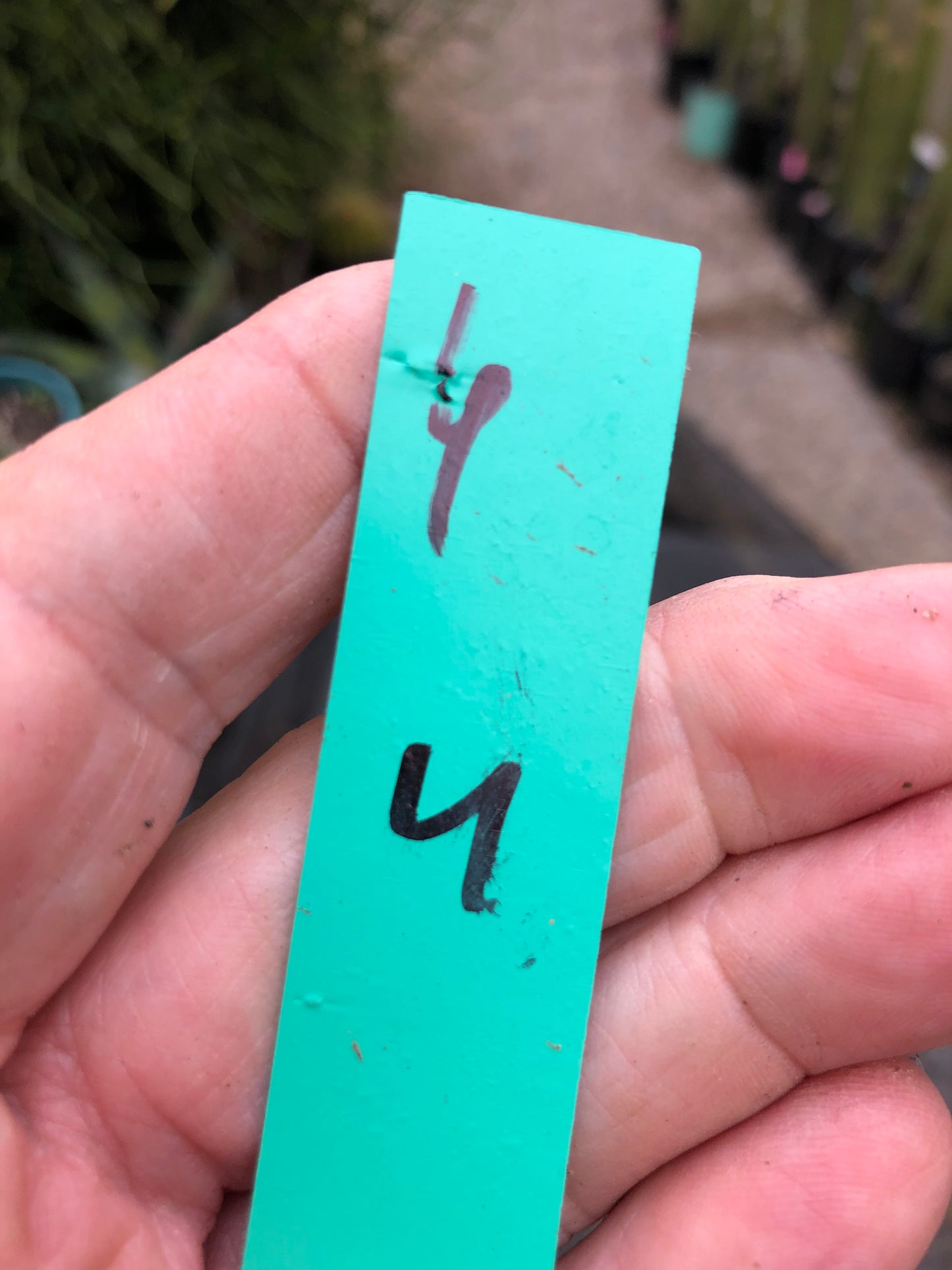 Euphorbia mammillarias variegata Corn Cob 6"Tall #6G