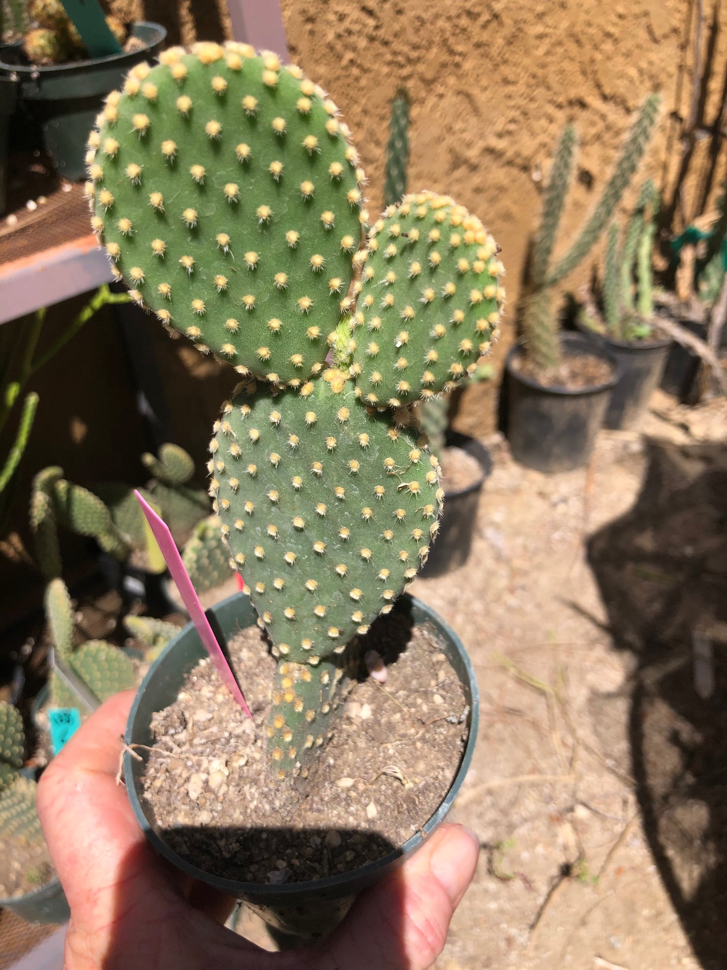 Opuntia microdasys Off White Bunny 7"Tall #140P