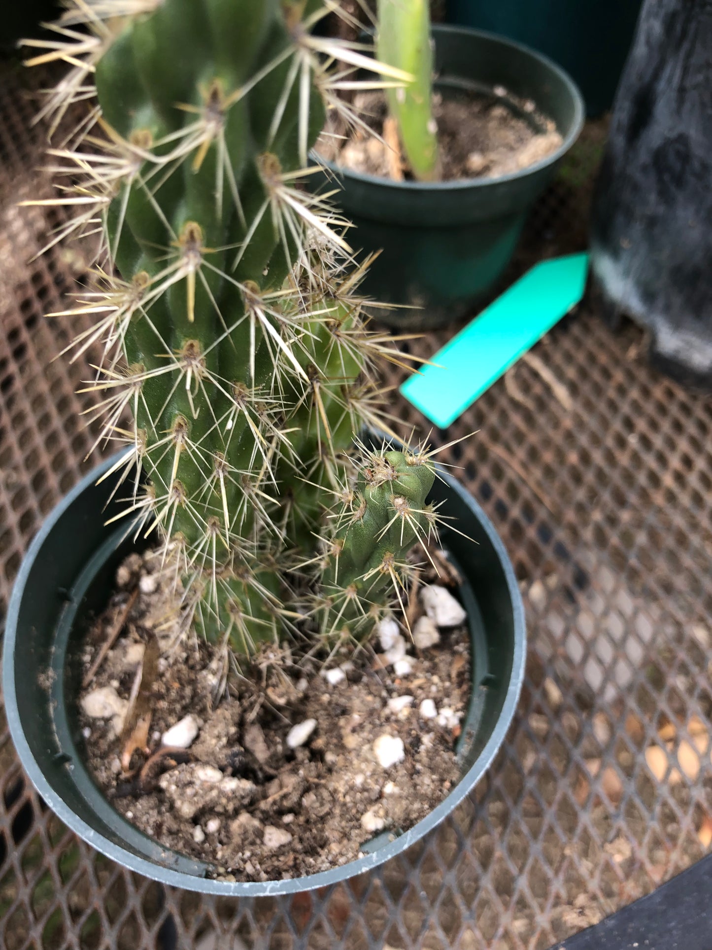 Cylindropuntia imbricata Buckhorn Cholla 6”Tall #15B