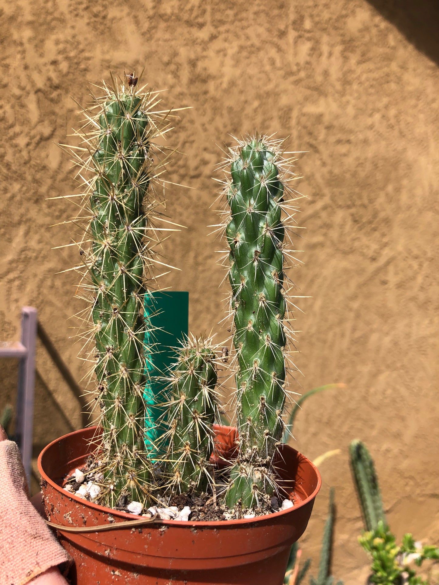 Cylindropuntia imbricata Buckhorn Cholla 6”Tall #1G