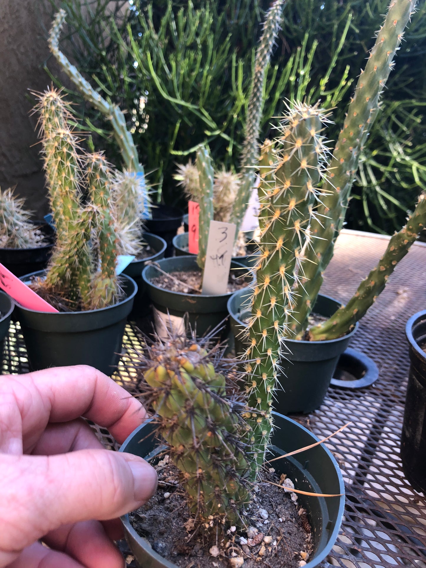 Cylindropuntia imbricata Buckhorn Cholla 7”Tall #7P