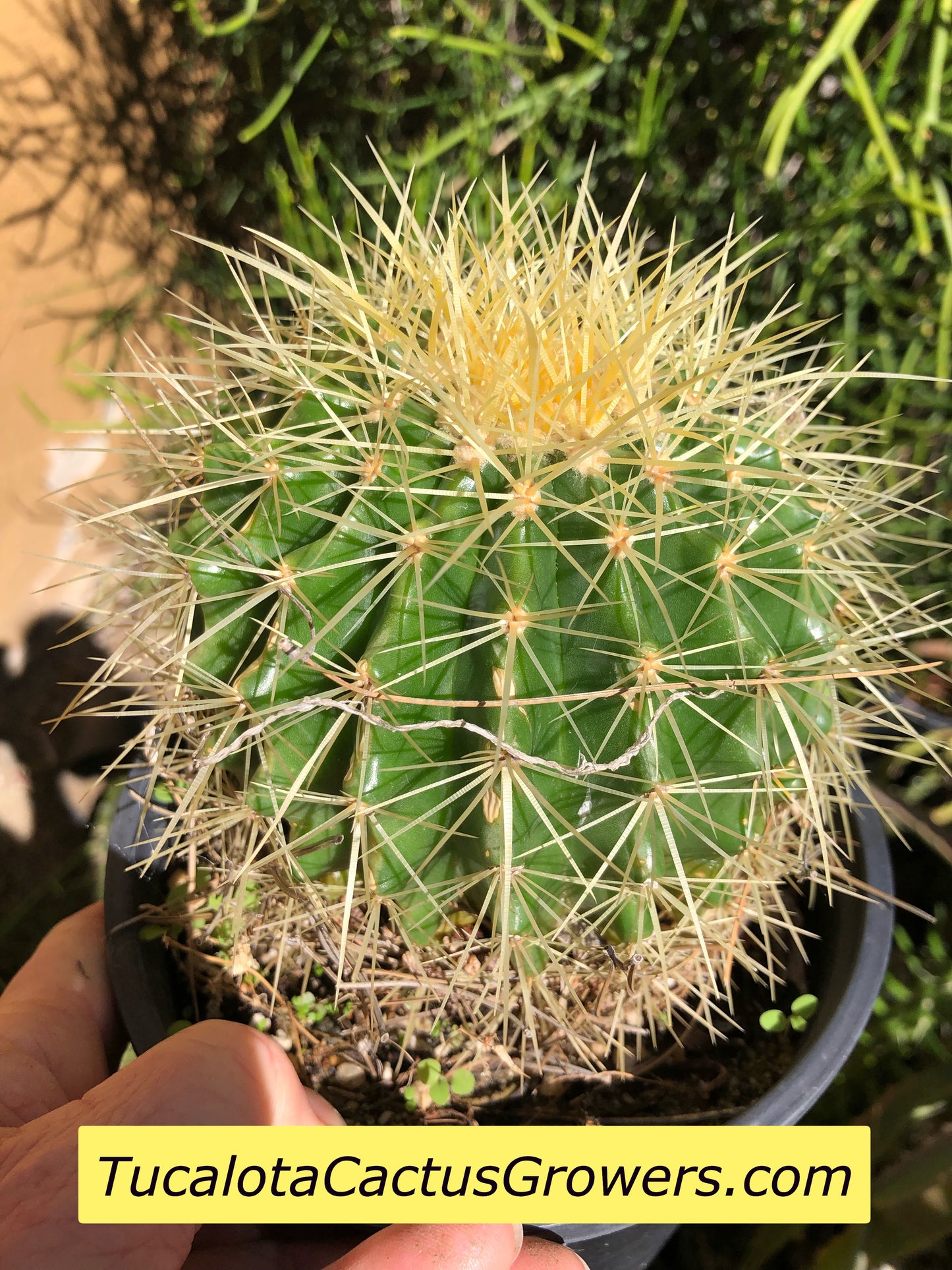 Echinocactus grusonii Golden Barrel 5"Wide #7G
