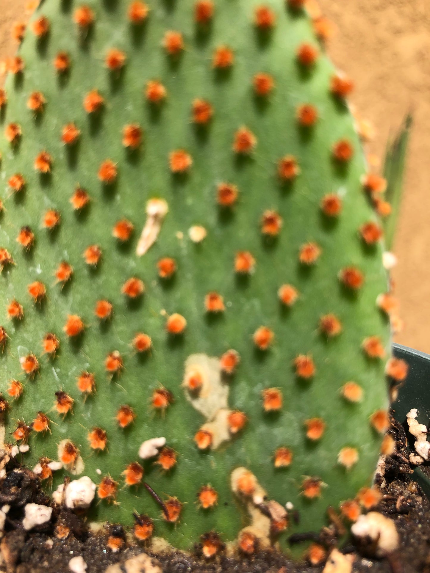 Opuntia microdasys Cinnamon 6.5"T #8B