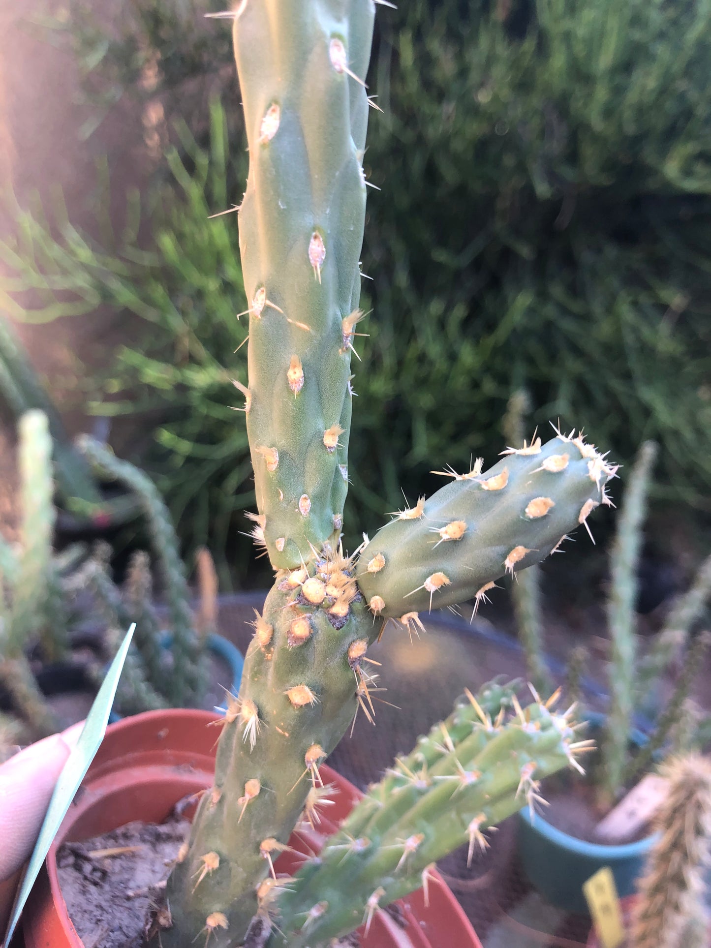 Cylindropuntia imbricata Buckhorn Cholla 9”Tall #8G