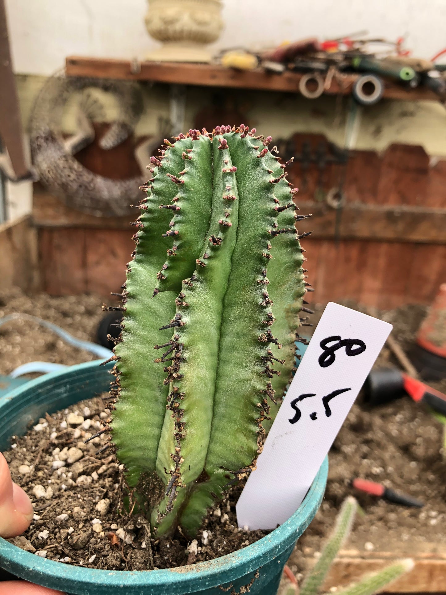 Euphorbia anoplia Green Tanzanian Zipper 5.5"Tall #80W