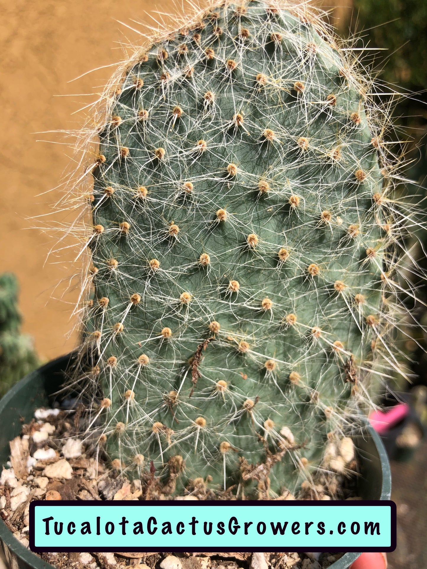 Opuntia pilifera (Cocoche loco) 5"T 3"W #5W