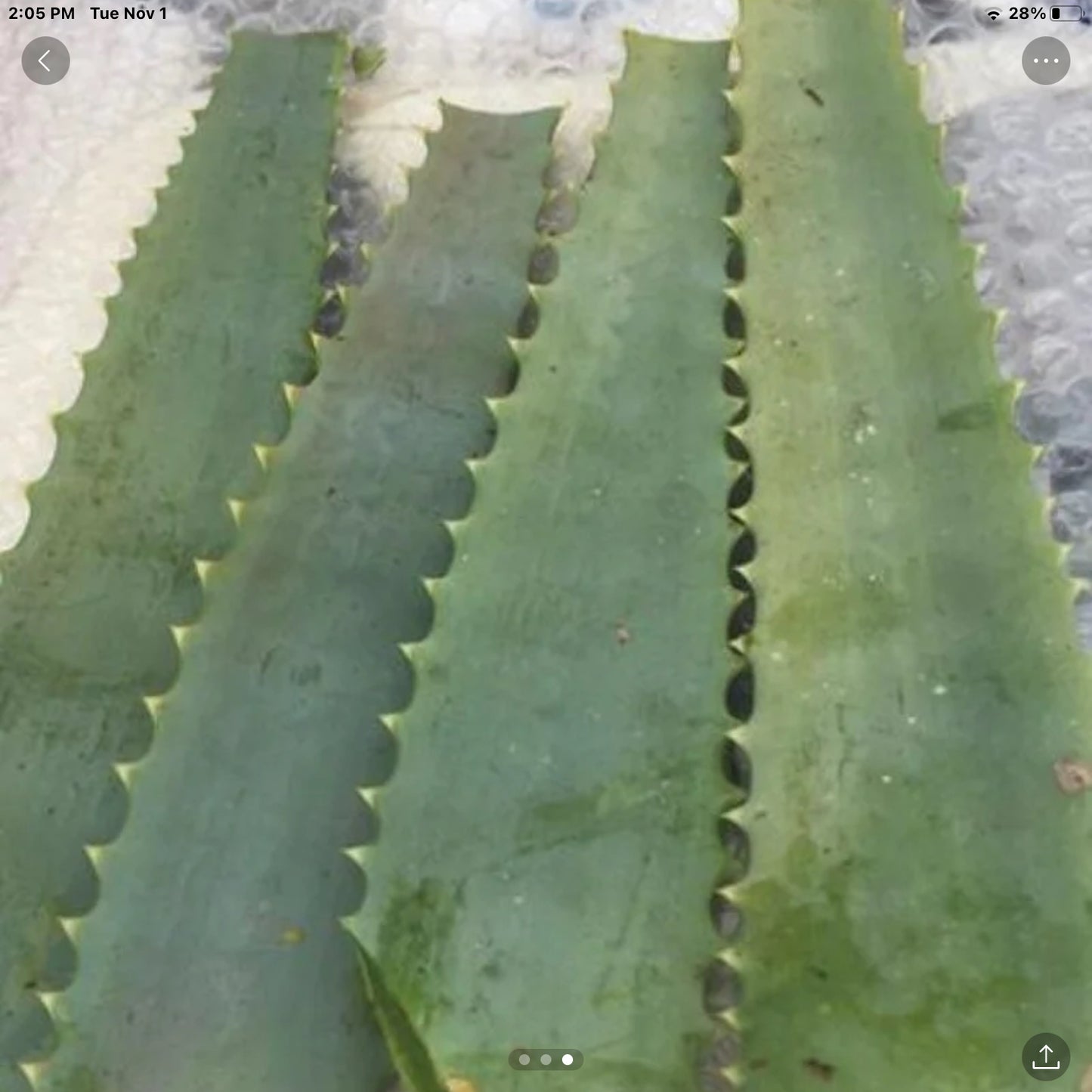 Aloe arborescens leaves 14oz Taken from 10yr Plant Sent out Fresh