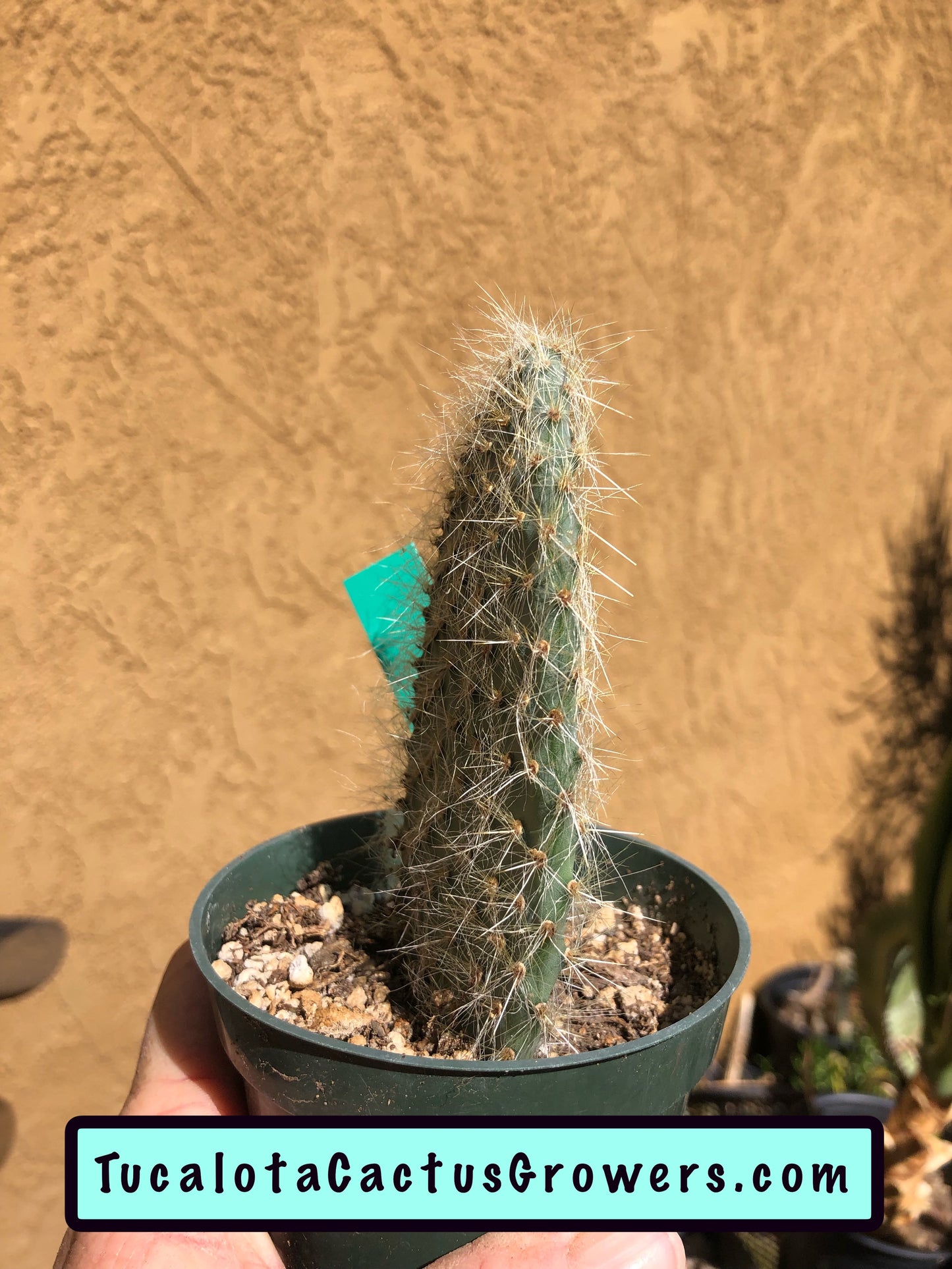 Opuntia pilifera (Cocoche loco)4.5"T 3"W #1G