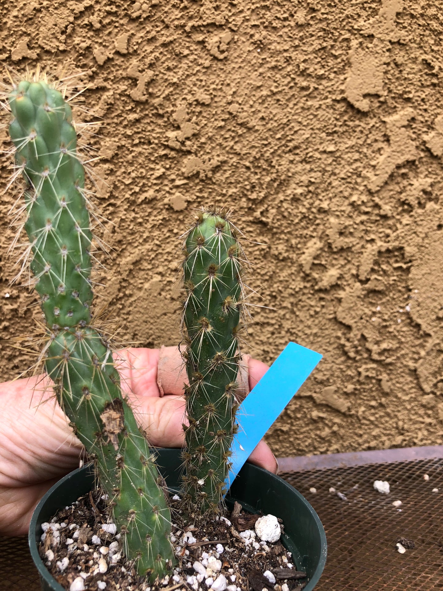 Cylindropuntia imbricata Buckhorn Cholla 6”Tall #63B