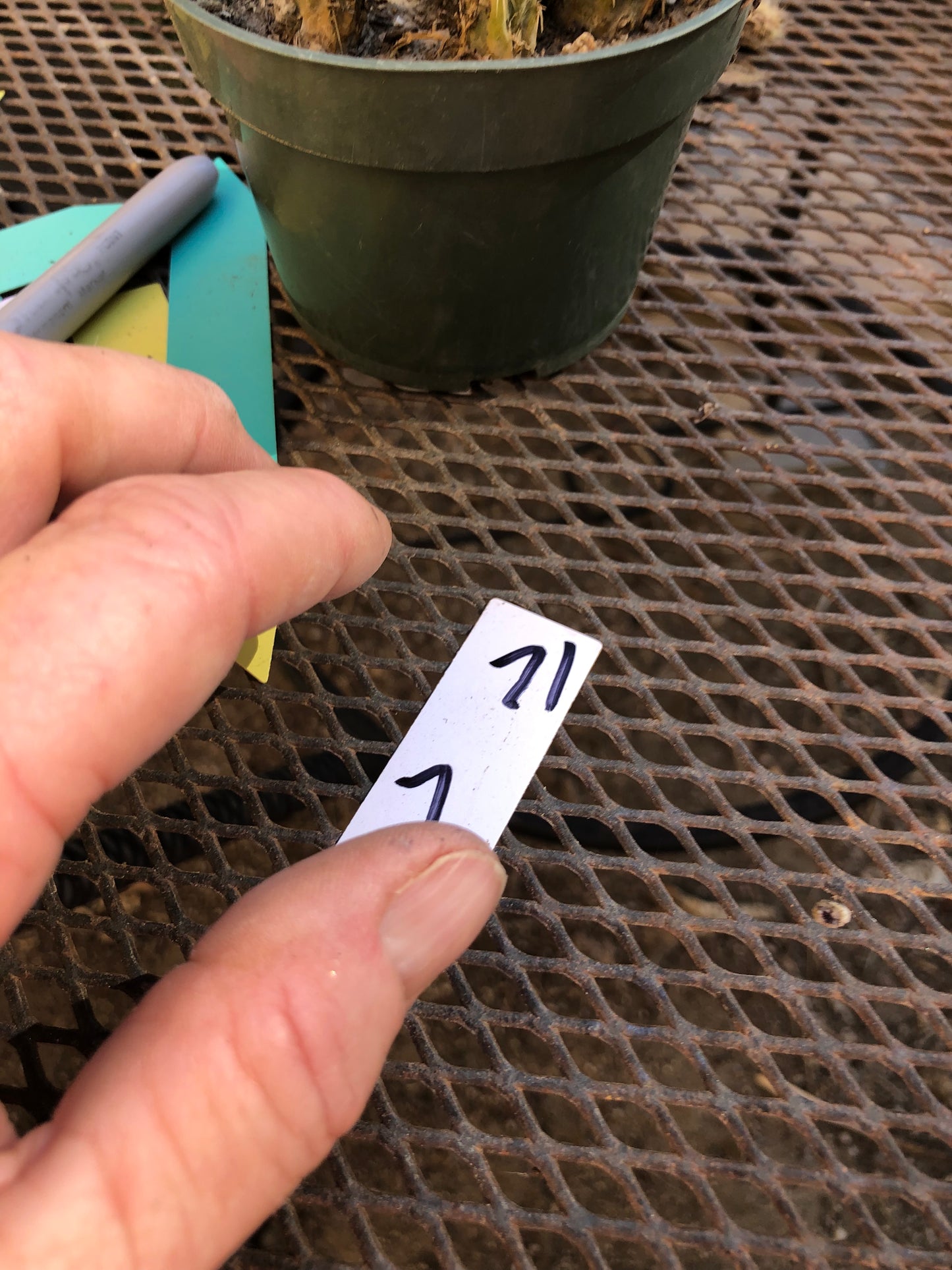 Cylindropuntia imbricata Buckhorn Cholla 7”Tall #71W