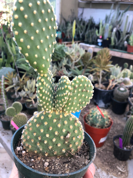 Opuntia microdasys Off White Bunny 6.5"Tall #65B