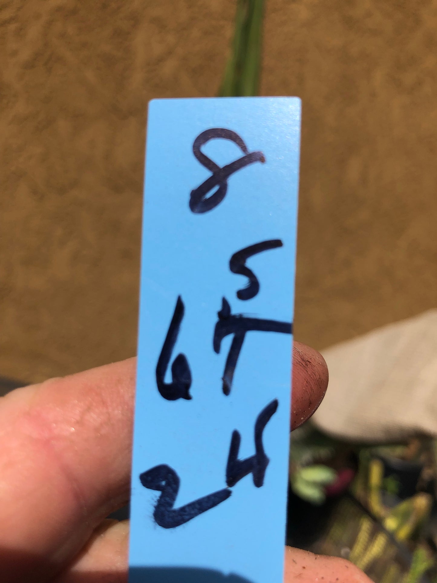 Opuntia microdasys Cinnamon 6.5"T #8B