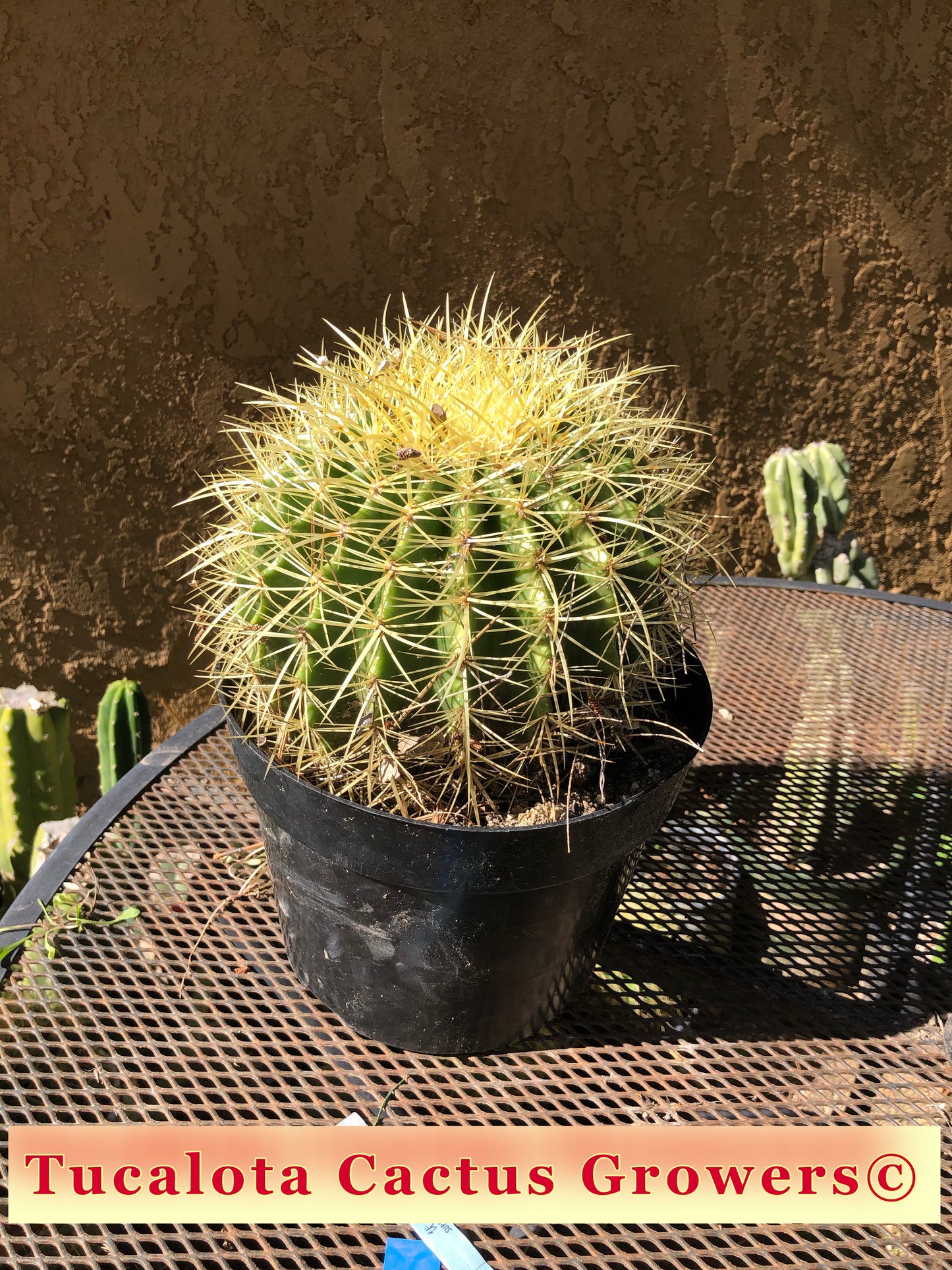 Echinocactus grusonii Golden Barrel 8"Wide