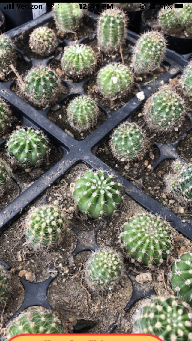 Echinopsis oxygona Red Easter Lily 1" Rooted Pup