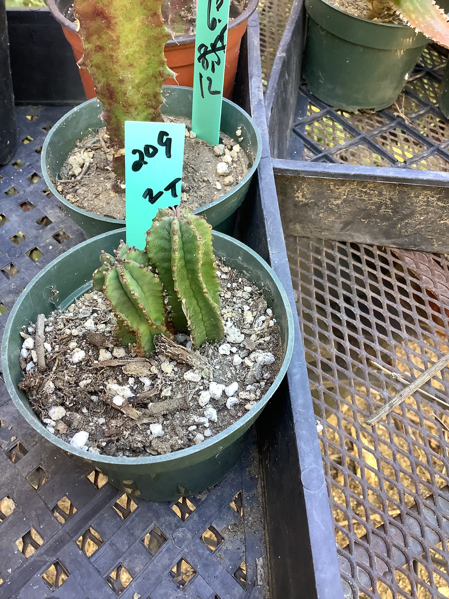Euphorbia anoplia Green Tanzanian Zipper 2"Tall  #209G