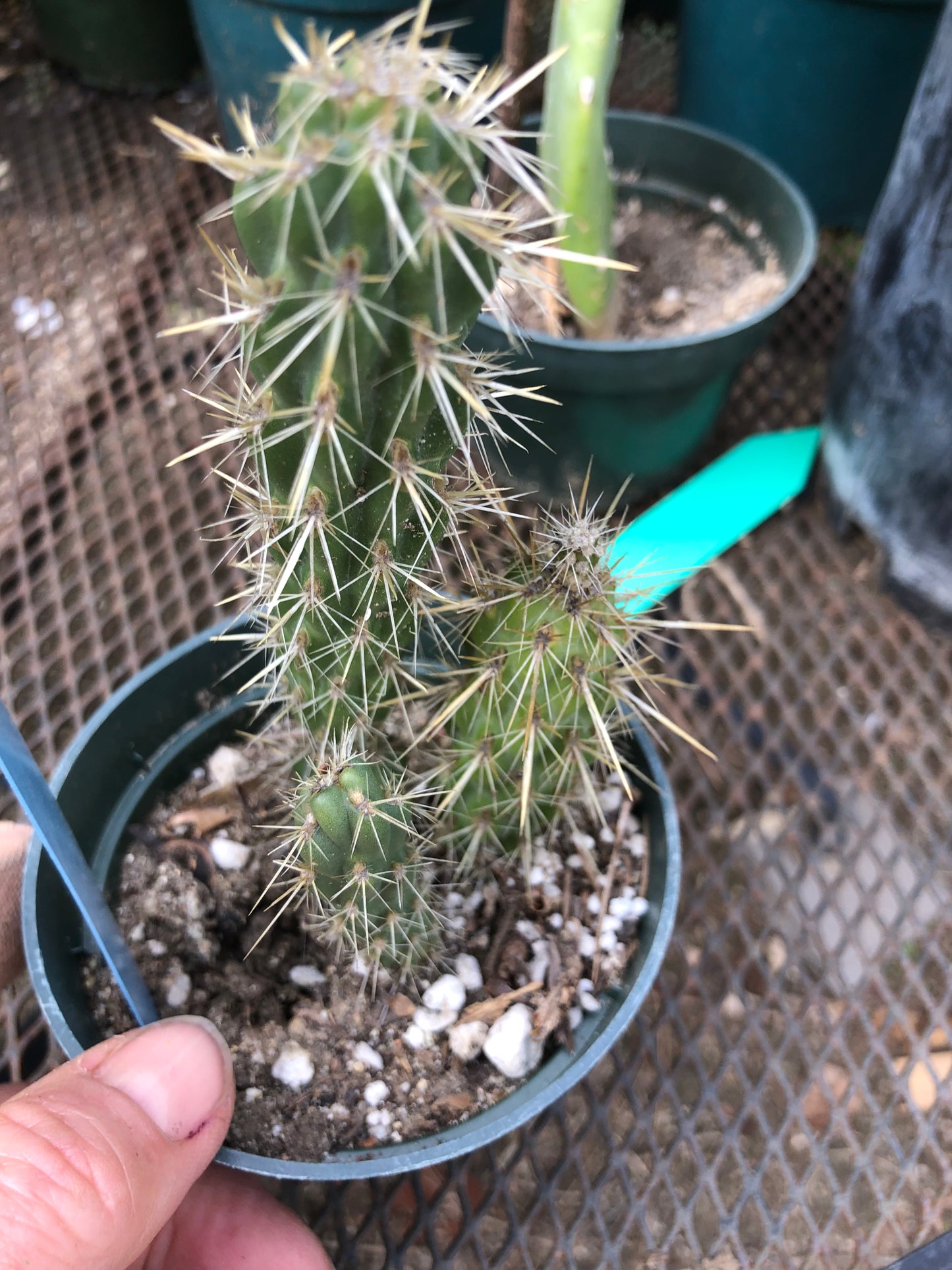 Cylindropuntia imbricata Buckhorn Cholla 6”Tall #15B