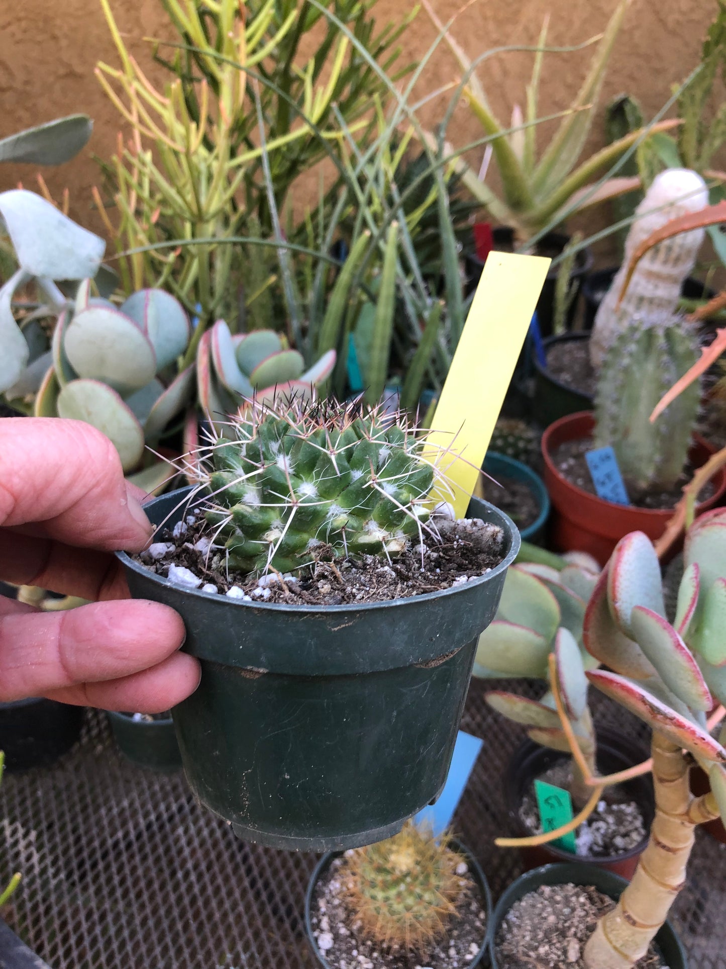 Mammillaria nejapensis Silver Arrows  2.25” Wide#102Y