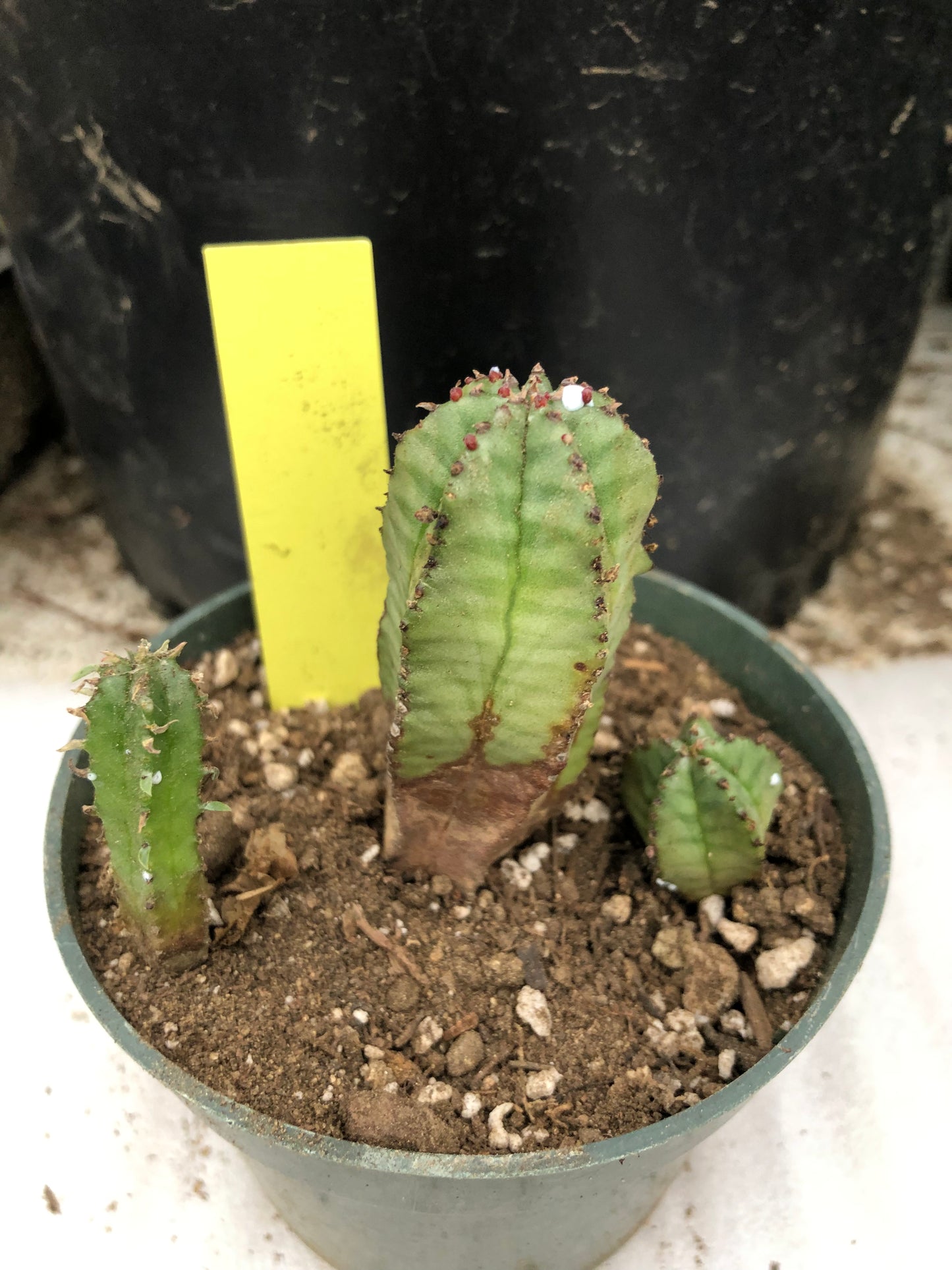 Euphorbia anoplia Green Tanzanian Zipper 2"Tall #1Y