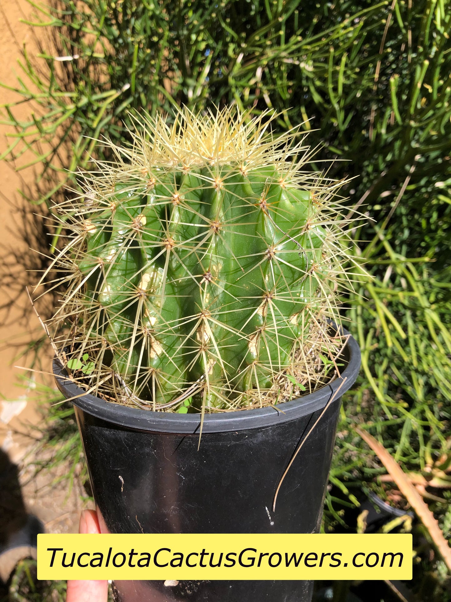 Echinocactus grusonii Golden Barrel 5"Wide #7G