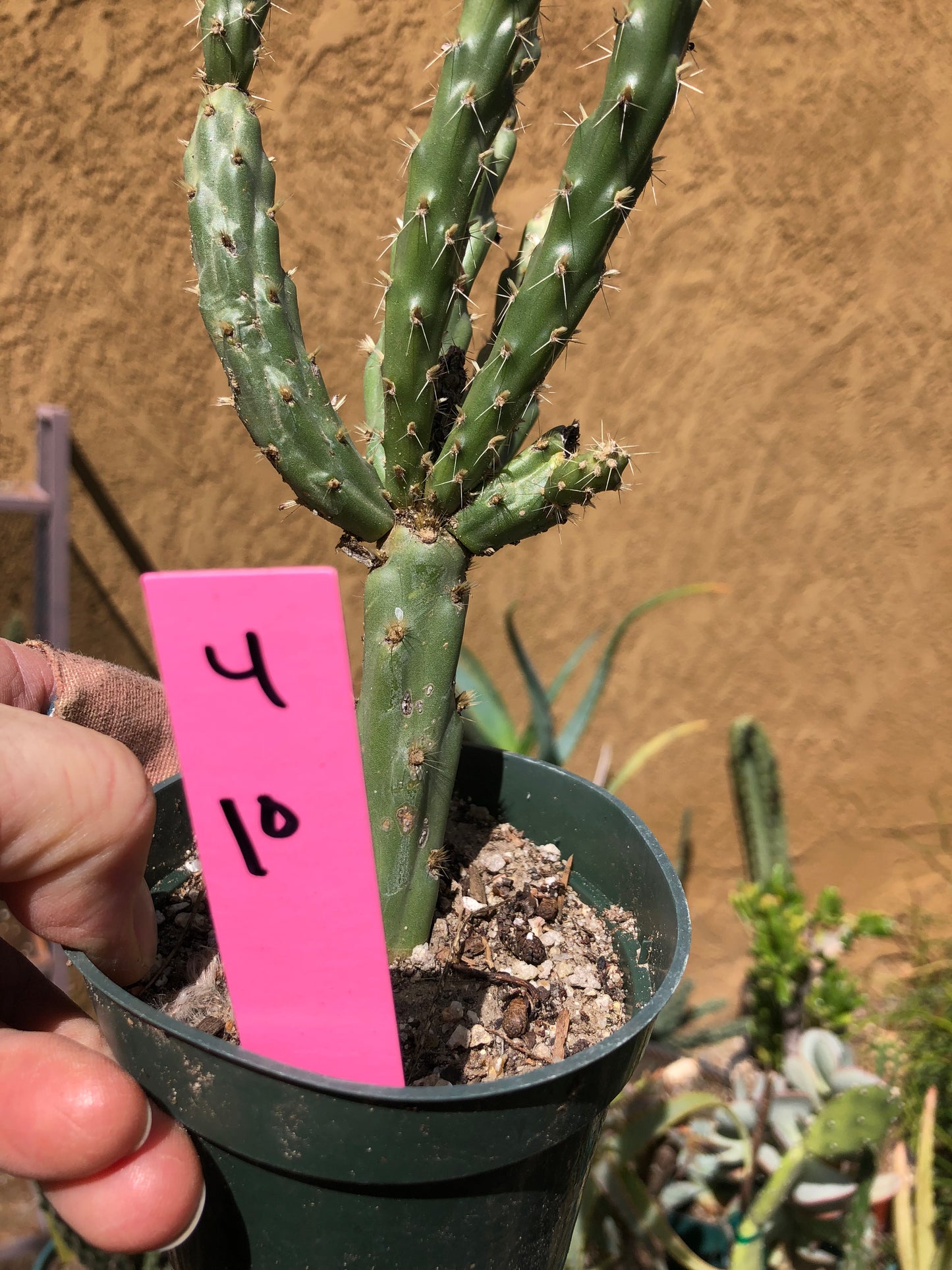 Cylindropuntia imbricata Buckhorn Cholla 10”Tall #4P
