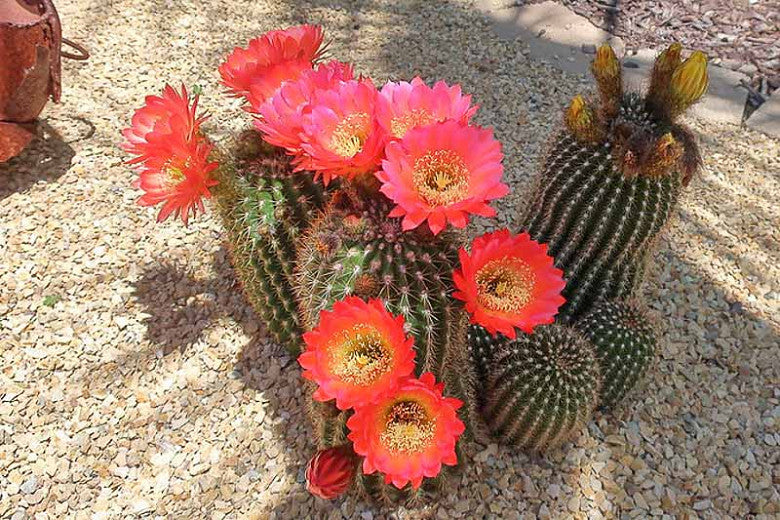 Trichocereus grandiflorus Torch 2.5"T #W