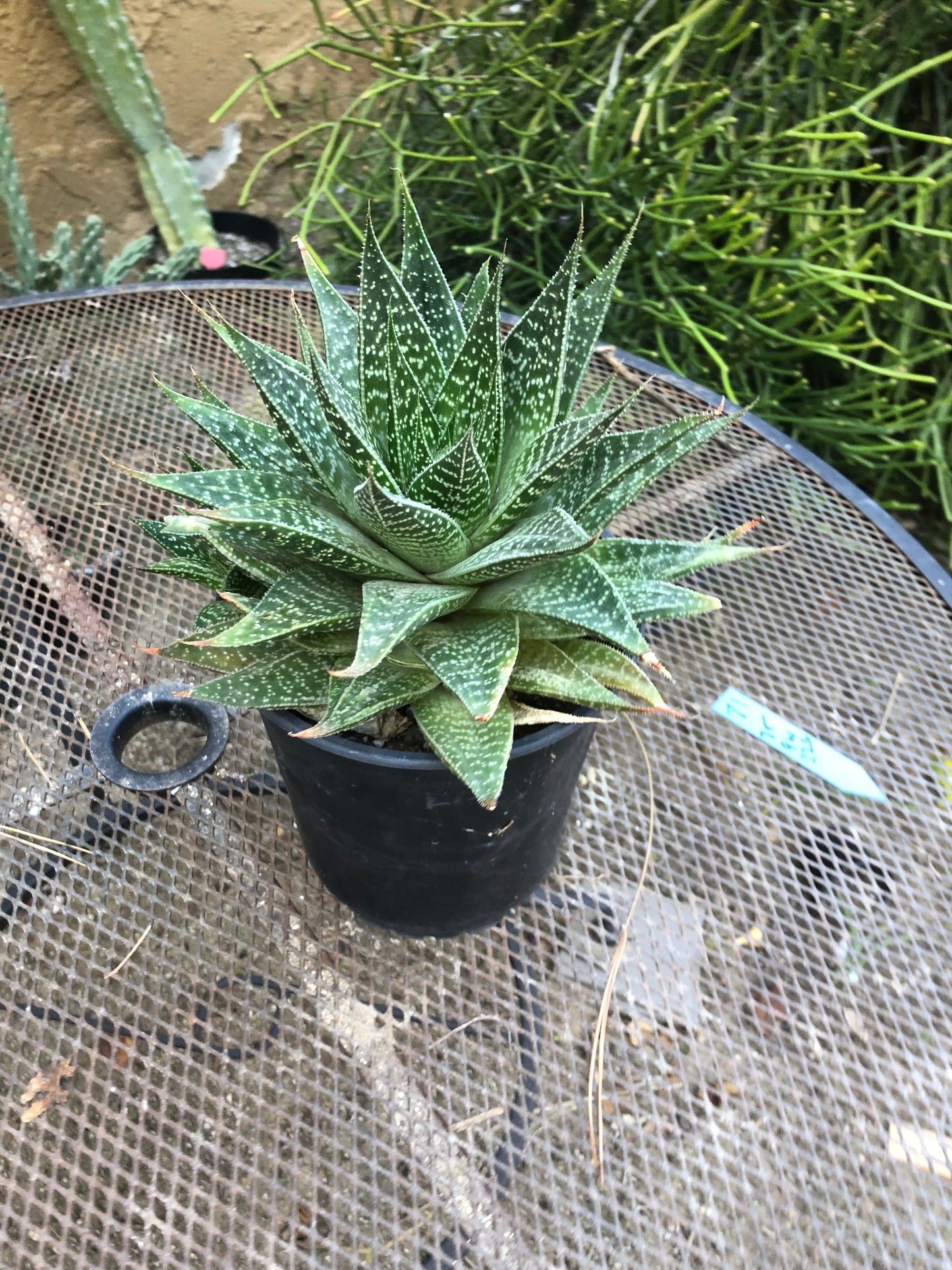 Guinea-fowl aloe Extra Large Aristaloe aristata 9”Wide 7”Tall #71B