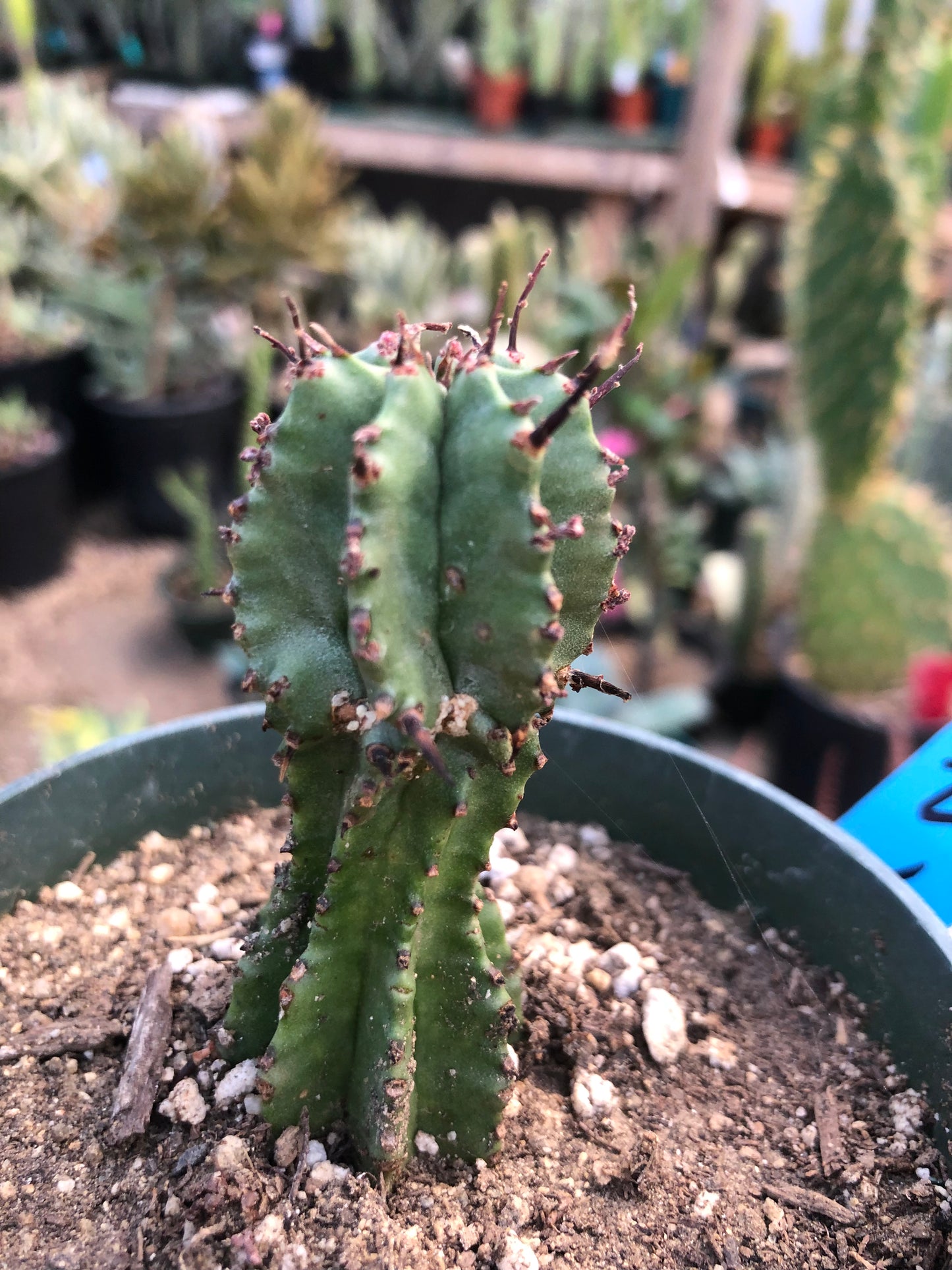 Euphorbia anoplia Green Tanzanian Zipper 2.5"Tall  #2B