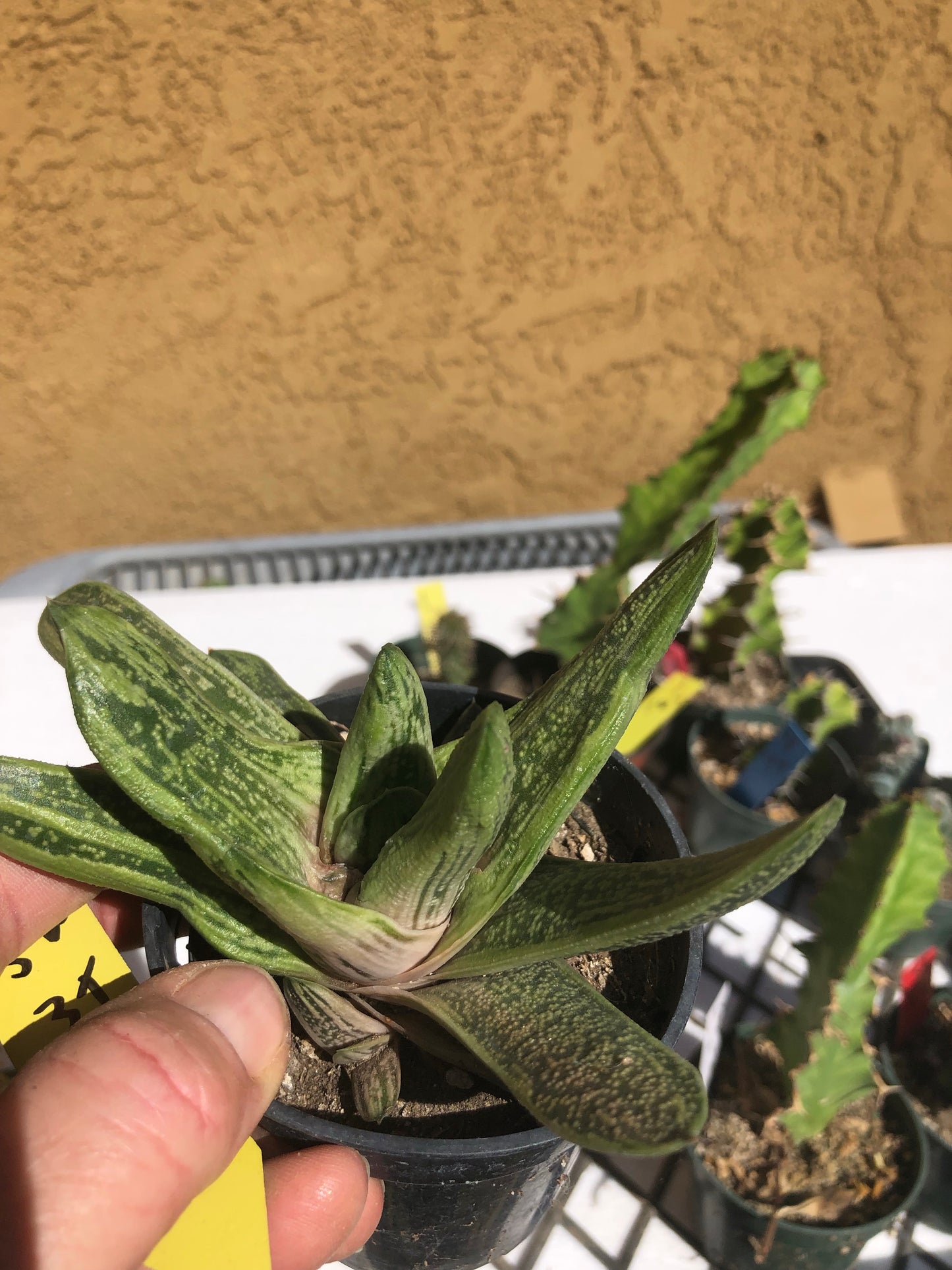 Gasteria Succulent Little Warty 4”Wide #Y