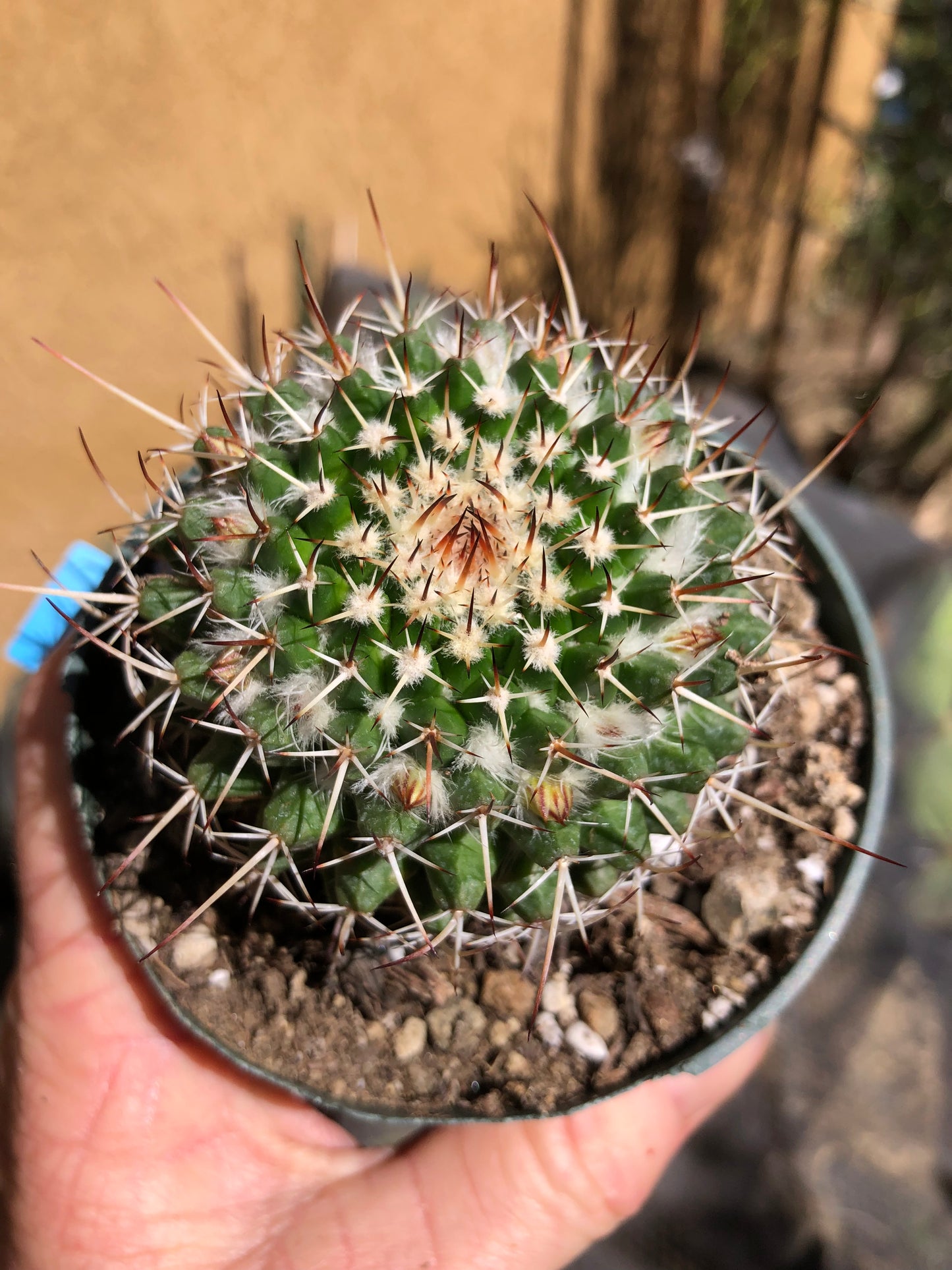 Mammillaria nejapensis Silver Arrows 2.5” Wide #250B