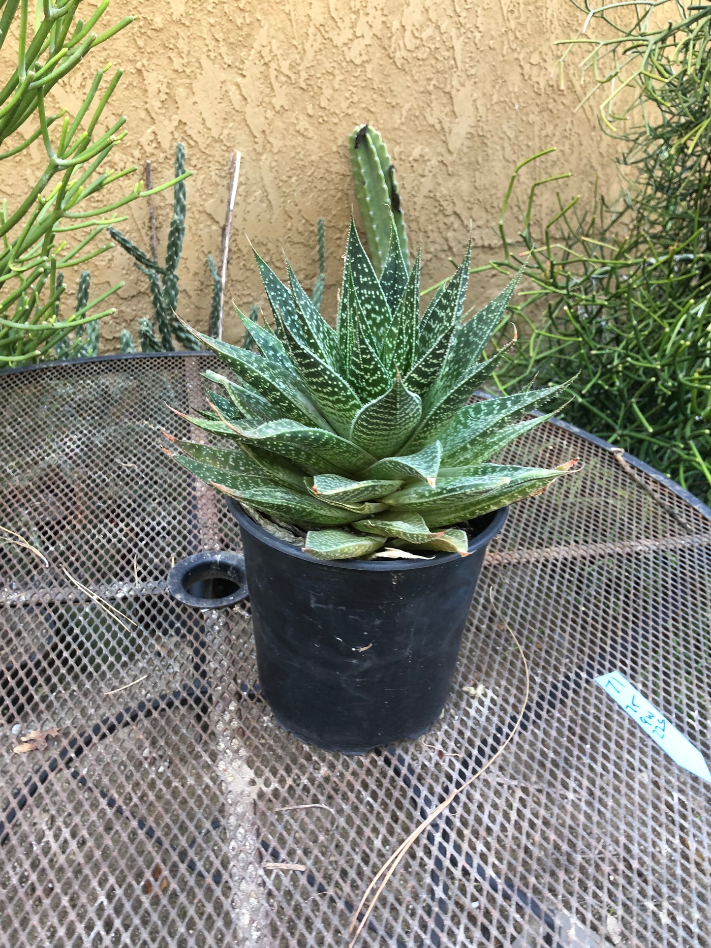 Guinea-fowl aloe Extra Large Aristaloe aristata 9”Wide 7”Tall #71B