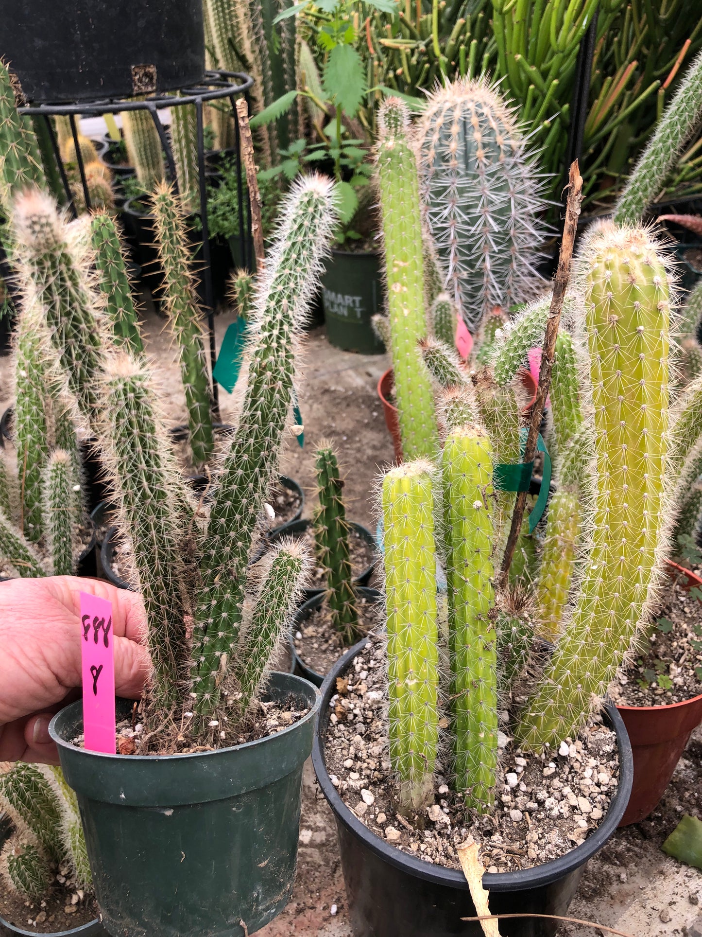 Echinocereus pensilis Snake Cactus Plant 8"Tall #69W