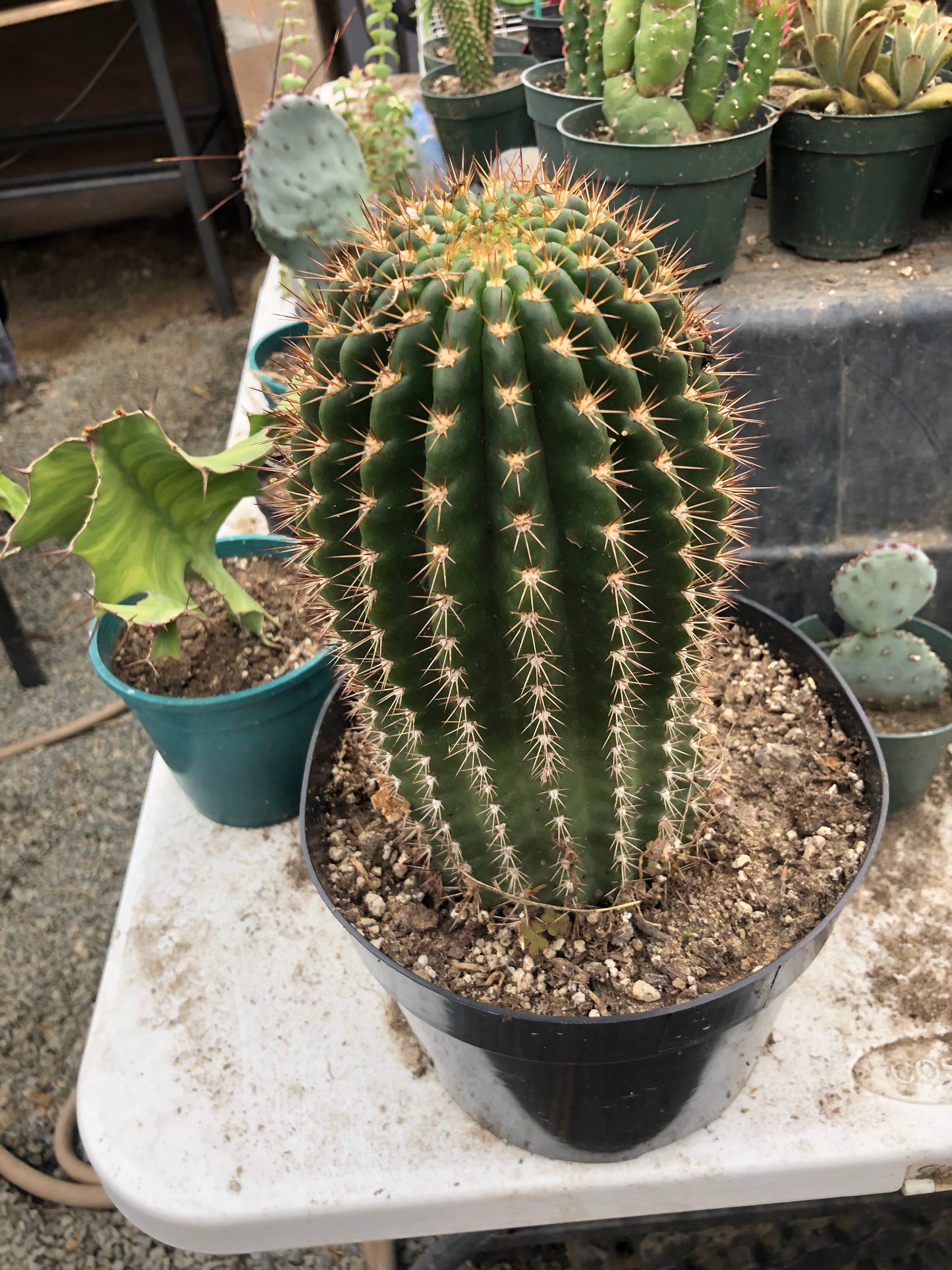 Trichocereus grandiflorus Torch 6" T 4.5"W #16Y