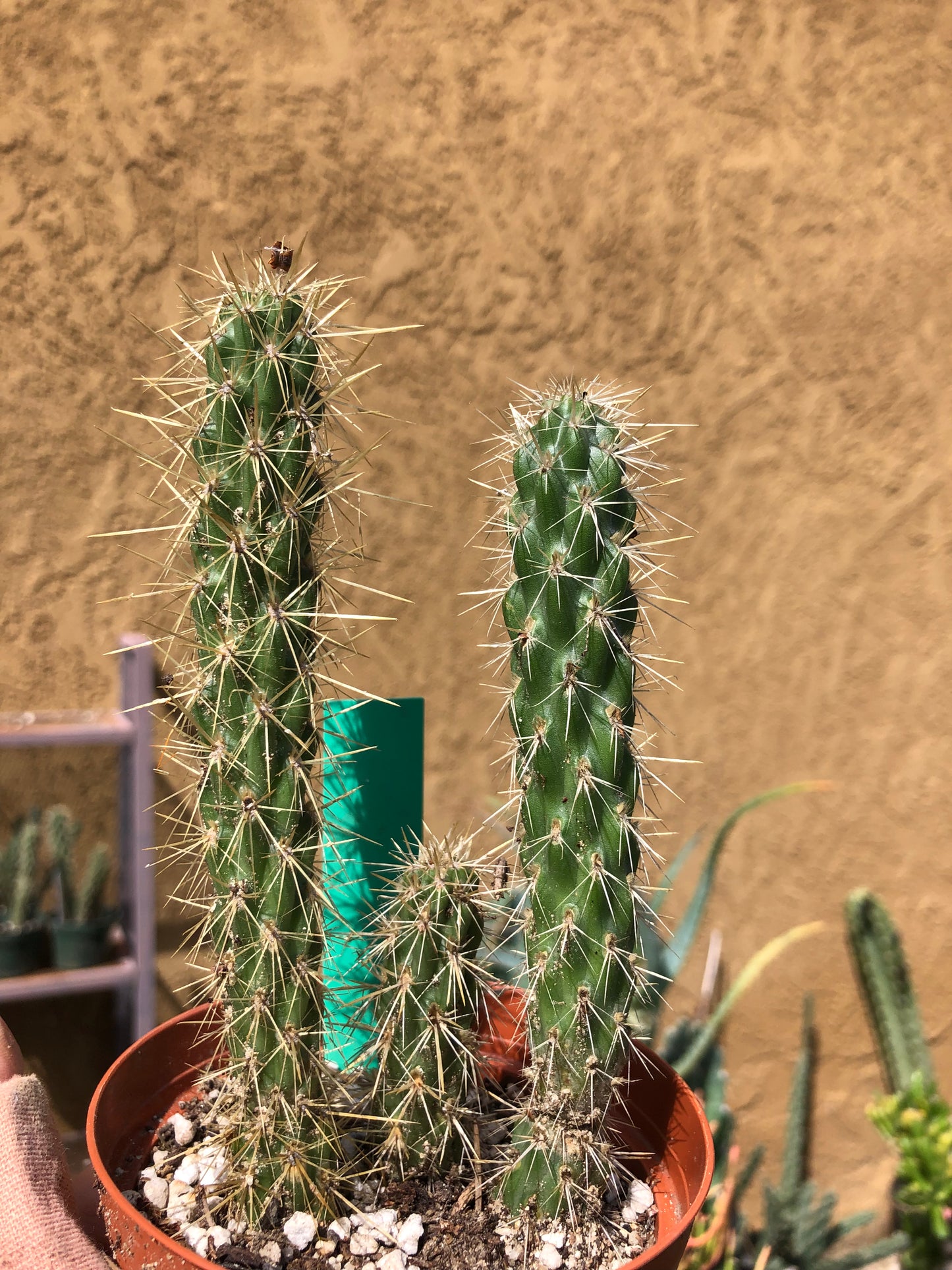 Cylindropuntia imbricata Buckhorn Cholla 6”Tall #1G